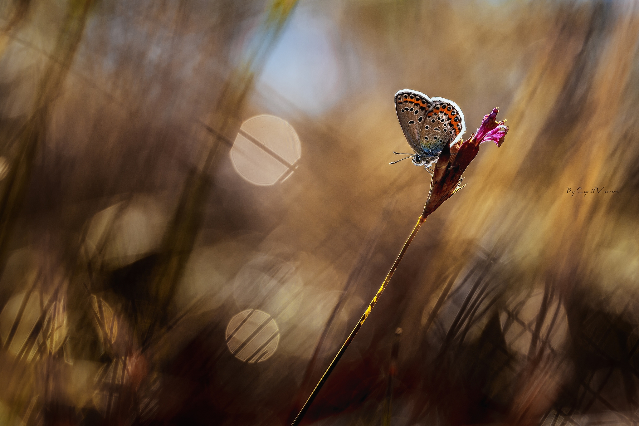 Free Images macro, glare, grass, butterfly Background