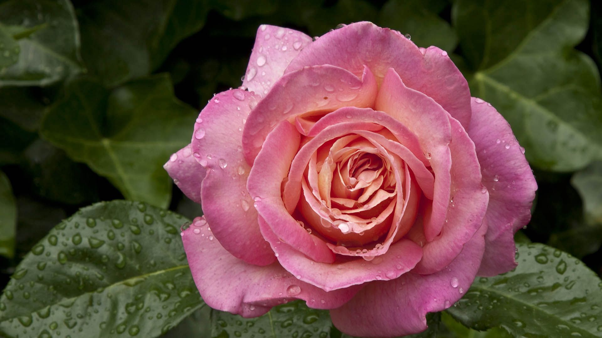 Laden Sie das Drops, Makro, Rose, Blütenblätter, Tau-Bild kostenlos auf Ihren PC-Desktop herunter
