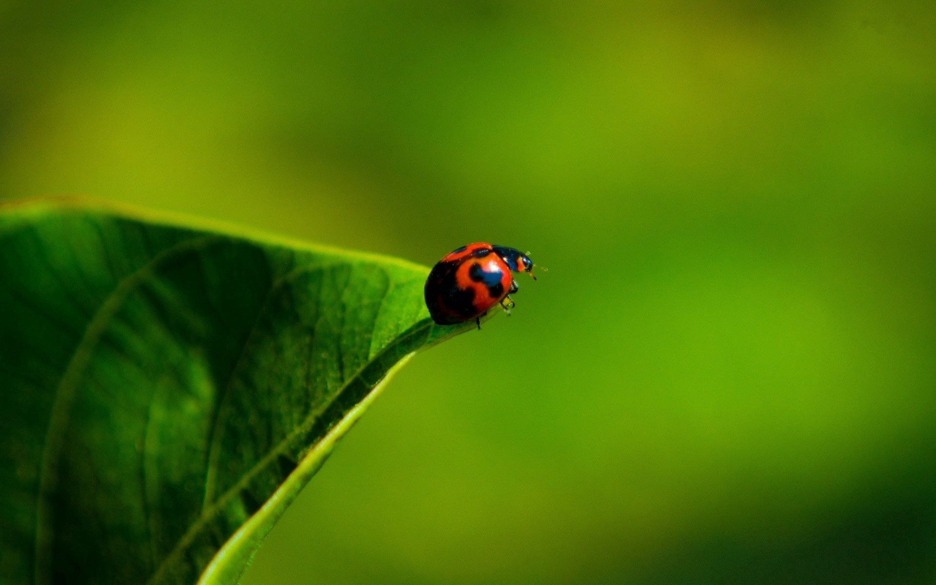 95820 Hintergrundbilder und Ladybird Bilder auf dem Desktop. Laden Sie makro, grass, insekt, marienkäfer Bildschirmschoner kostenlos auf den PC herunter