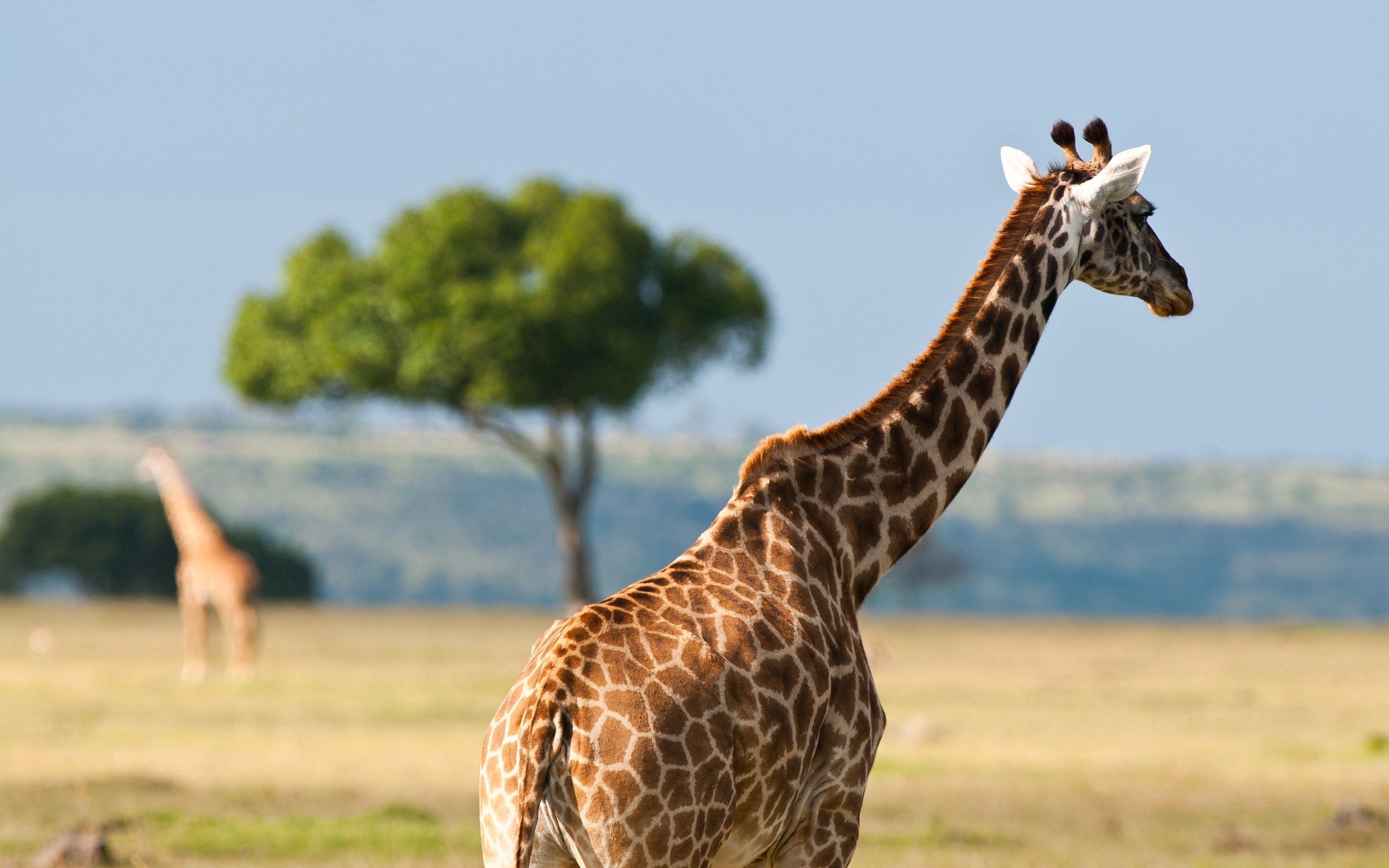 69431 Bild herunterladen tiere, wüste, giraffe, afrika, zurück - Hintergrundbilder und Bildschirmschoner kostenlos