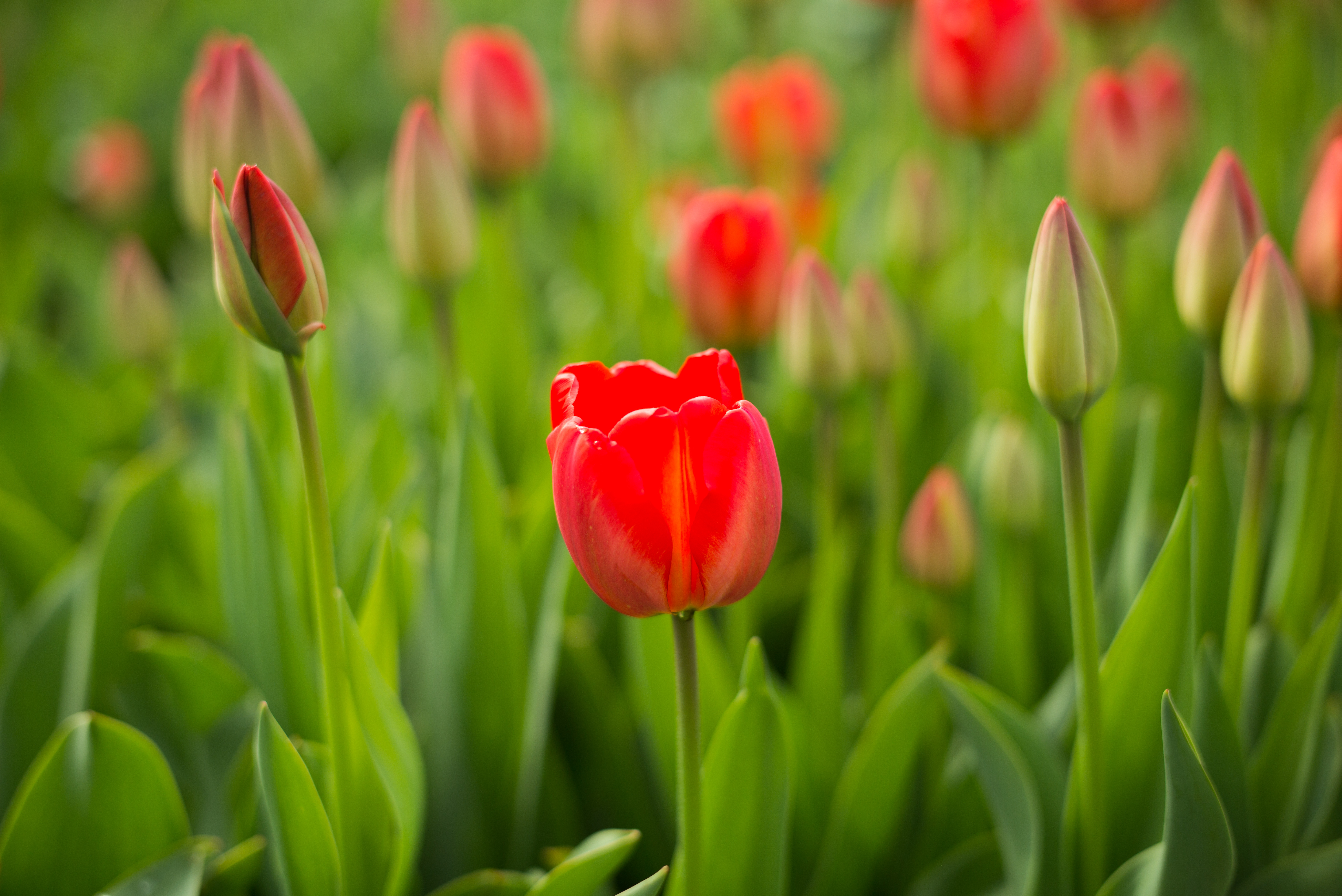 bud, flowers, red, flower, tulip Full HD