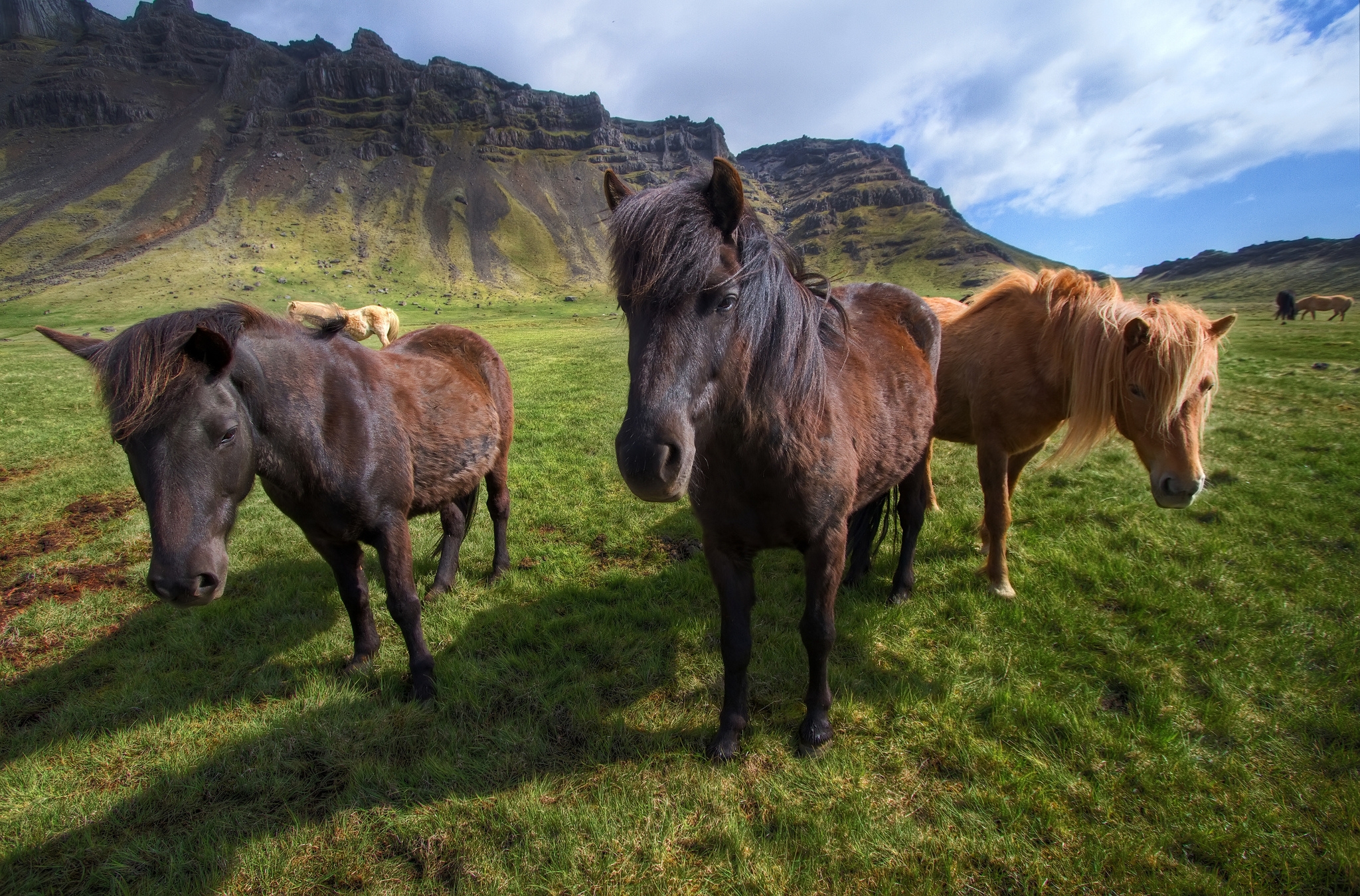 Handy-Wallpaper Pferde, Tiere, Grass, Stehen, Stand, Pony kostenlos herunterladen.