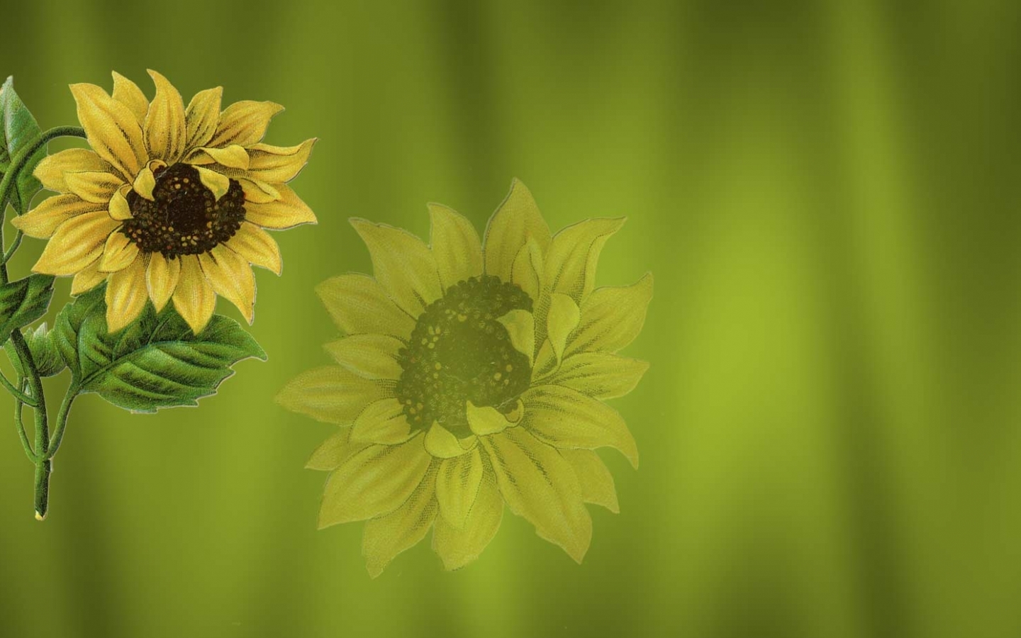 pictures, flowers, sunflowers, green HD for Phone