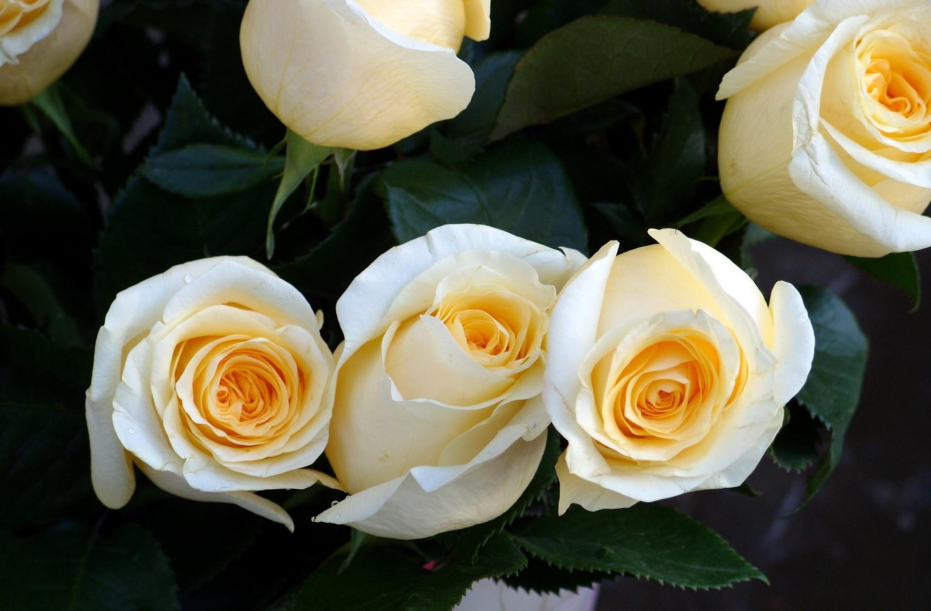 Roses  desktop Images