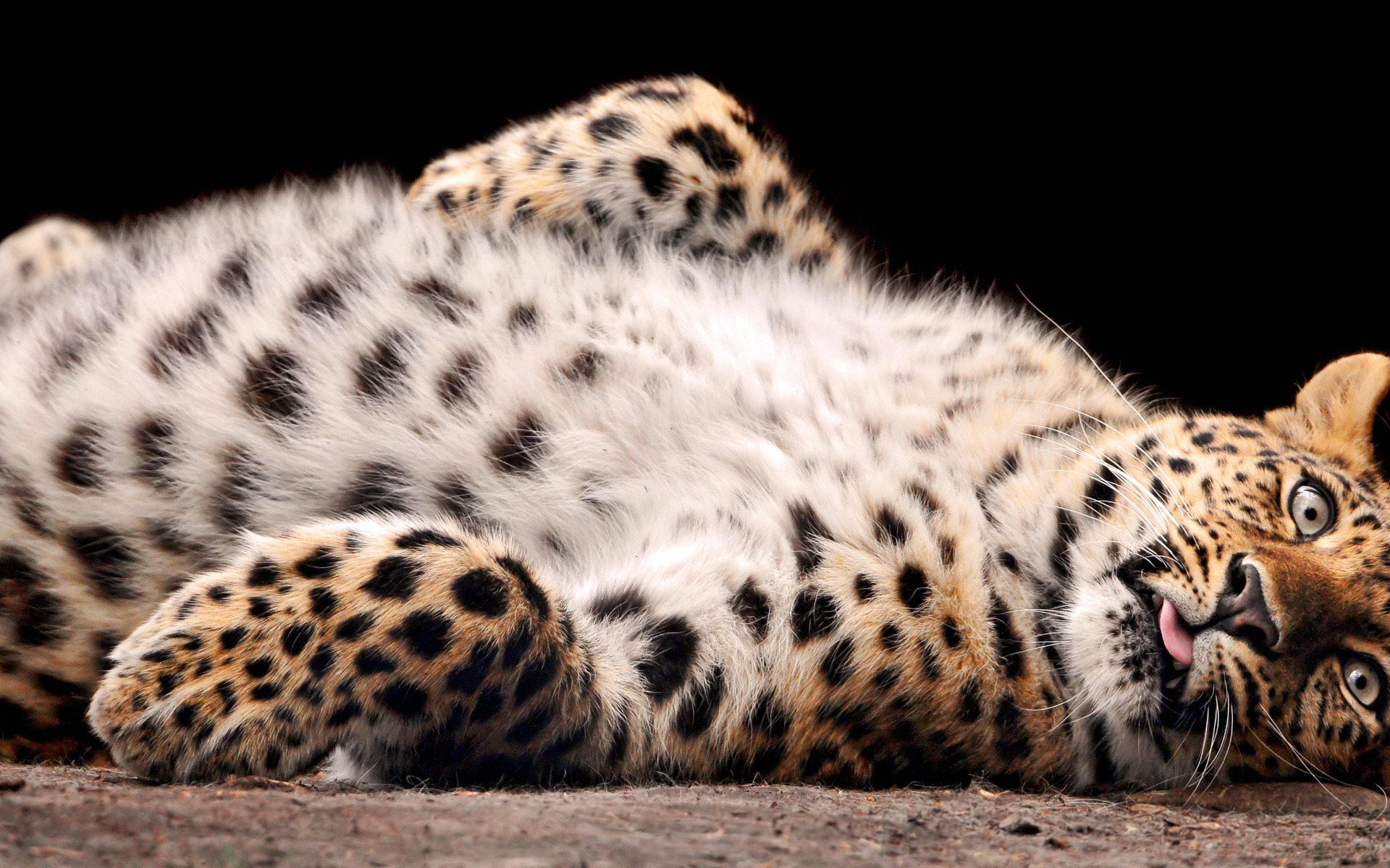 12452 Hintergrundbild herunterladen tiere, leopards, orange - Bildschirmschoner und Bilder kostenlos