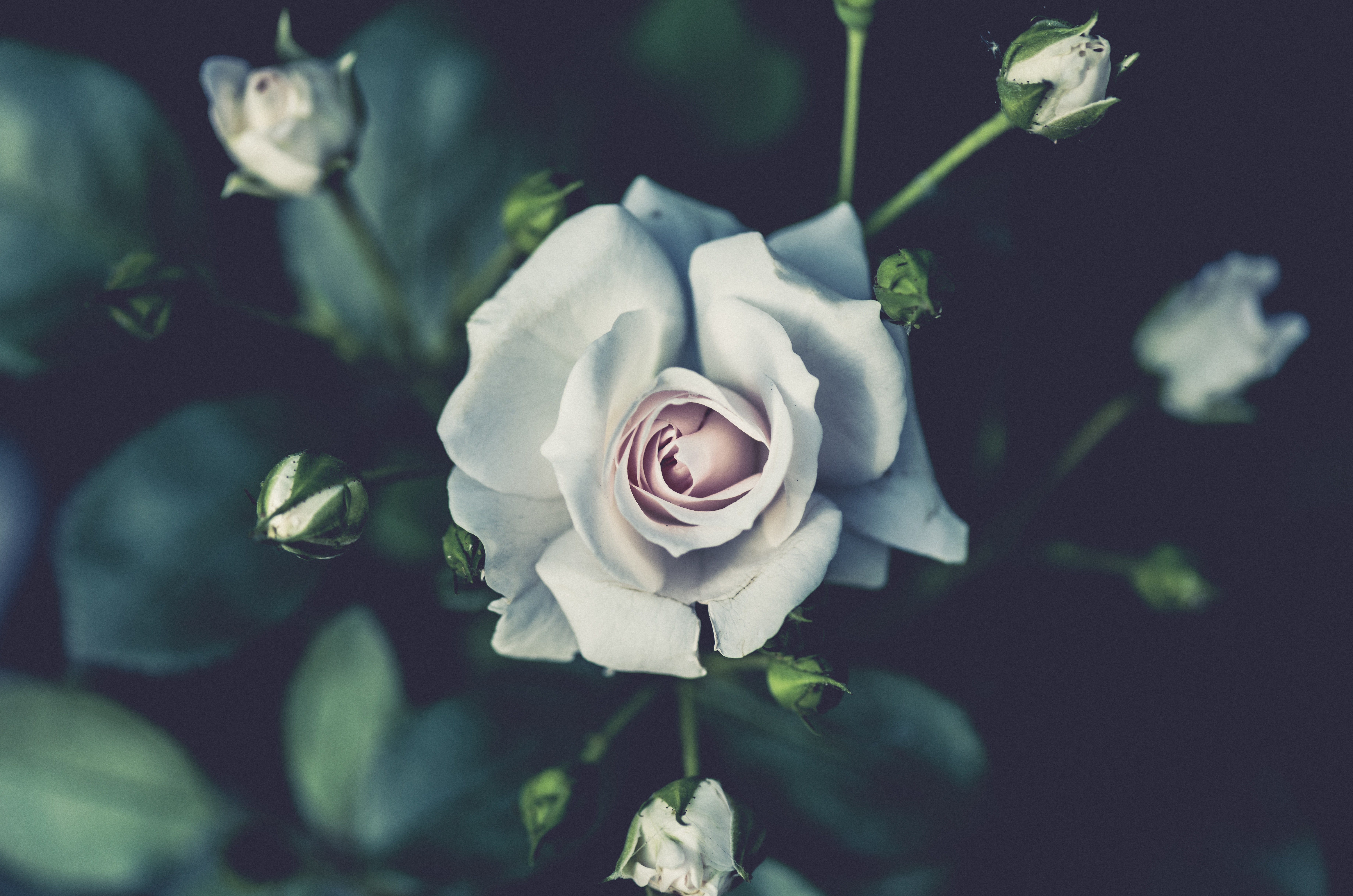 rose, flowers, white, flower, rose flower, bud