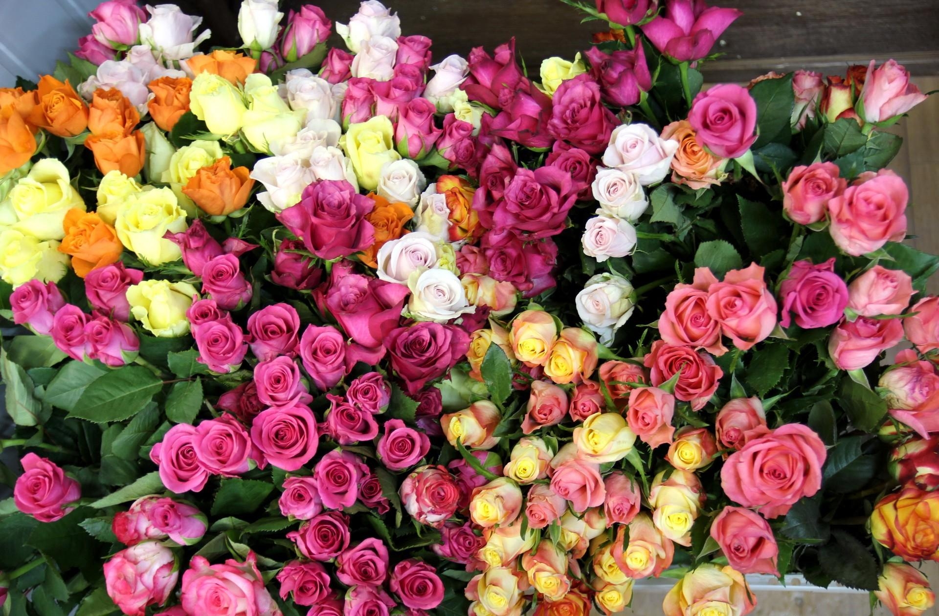 Widescreen image multicolored, flowers, roses