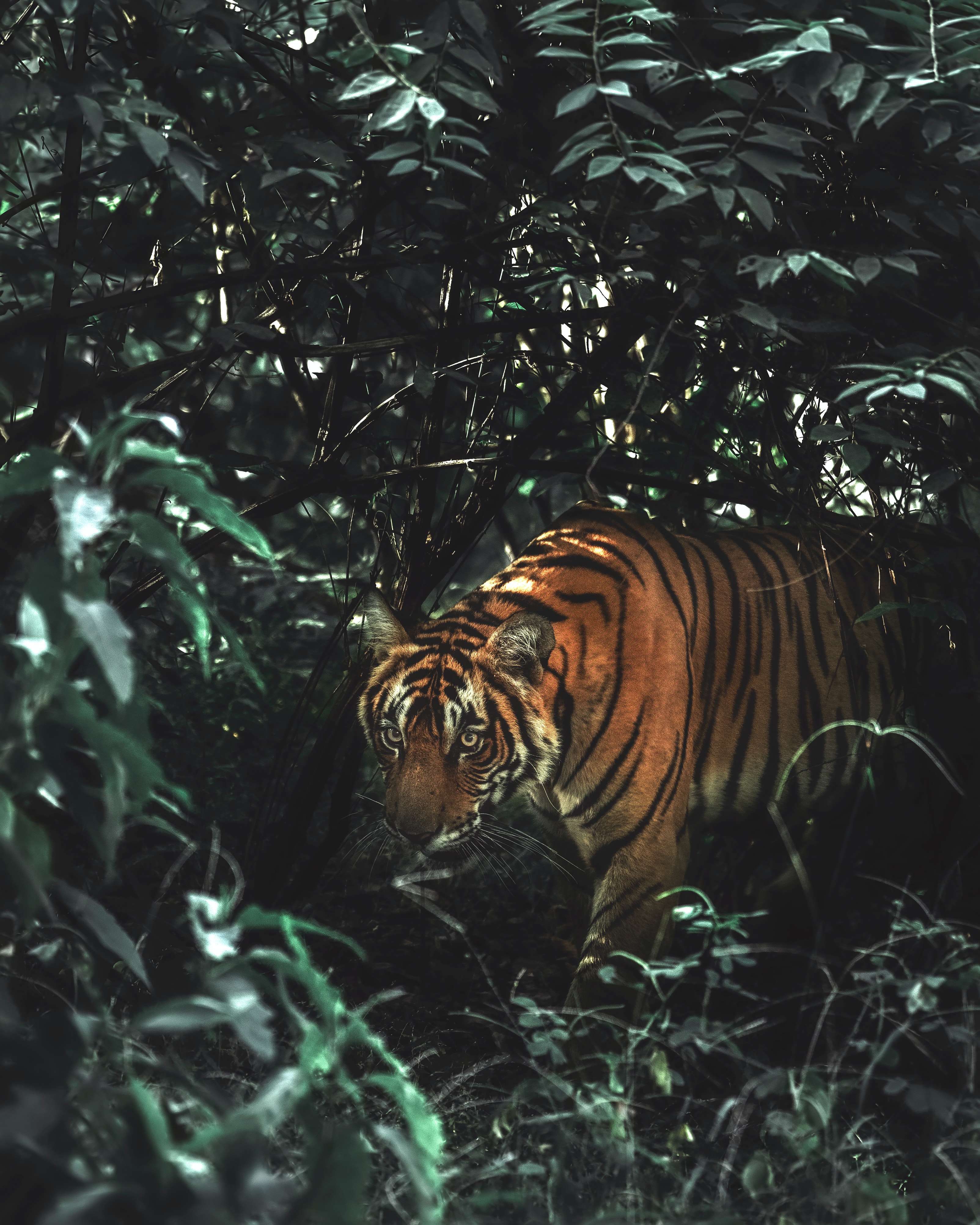 142688 Hintergrundbilder und Wildlife Bilder auf dem Desktop. Laden Sie big cat, bush, tiere, predator Bildschirmschoner kostenlos auf den PC herunter