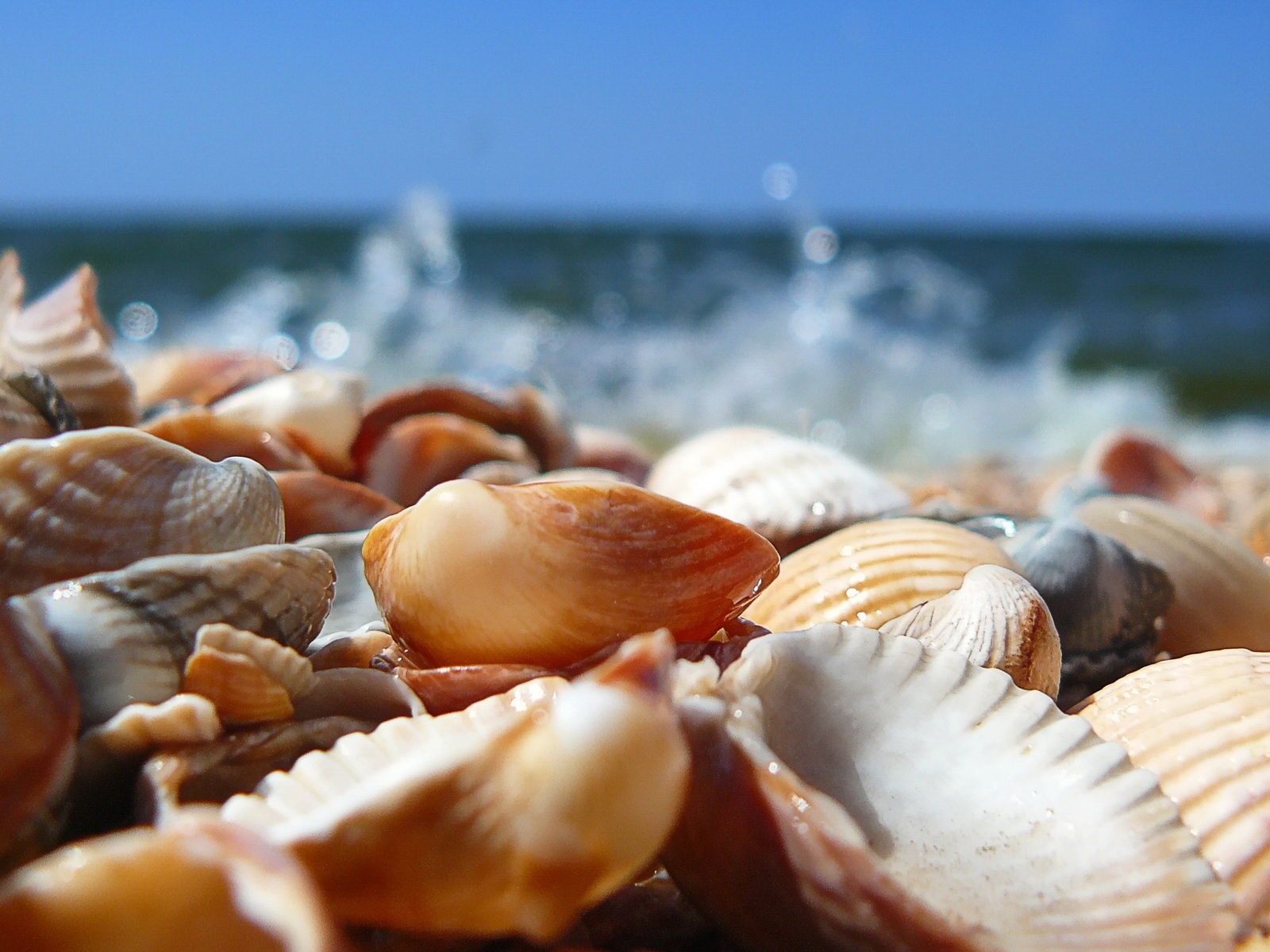 Handy-Wallpaper Landschaft, Sea, Shells kostenlos herunterladen.
