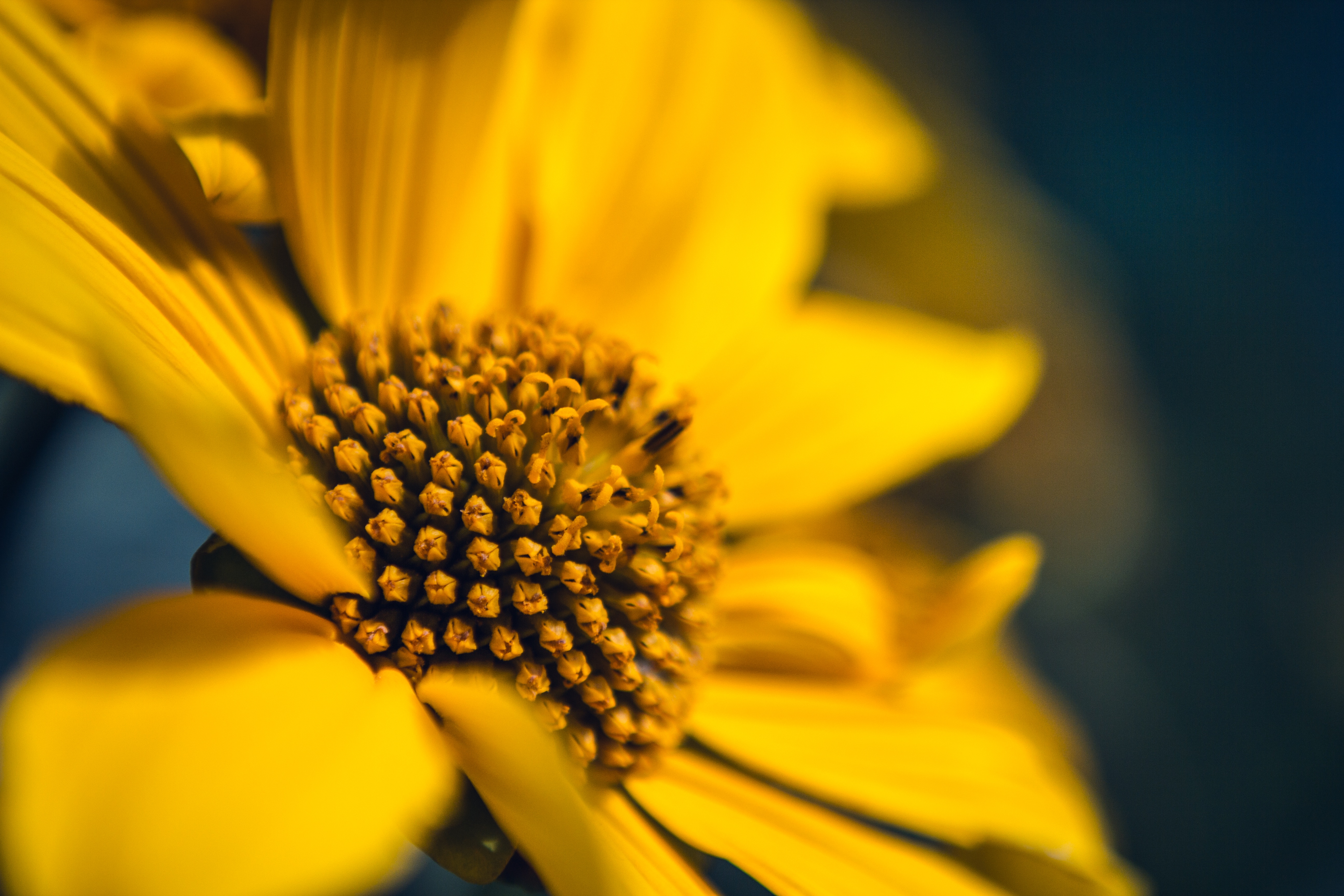 91532 Hintergrundbilder und Sonnenblume Bilder auf dem Desktop. Laden Sie makro, blume, blütenblätter Bildschirmschoner kostenlos auf den PC herunter