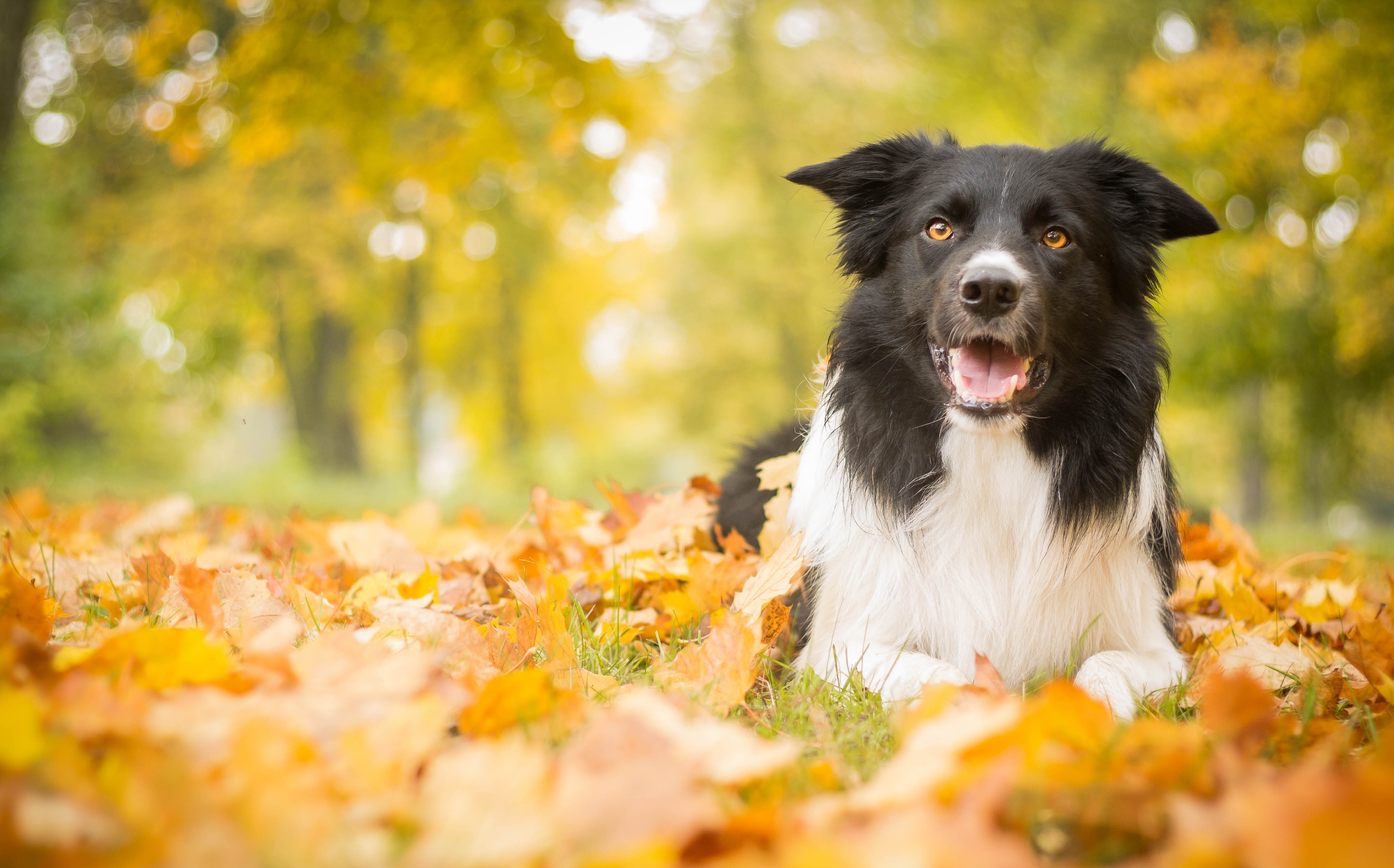 leaves, autumn, animals, dog Free Pure 4K Ultra
