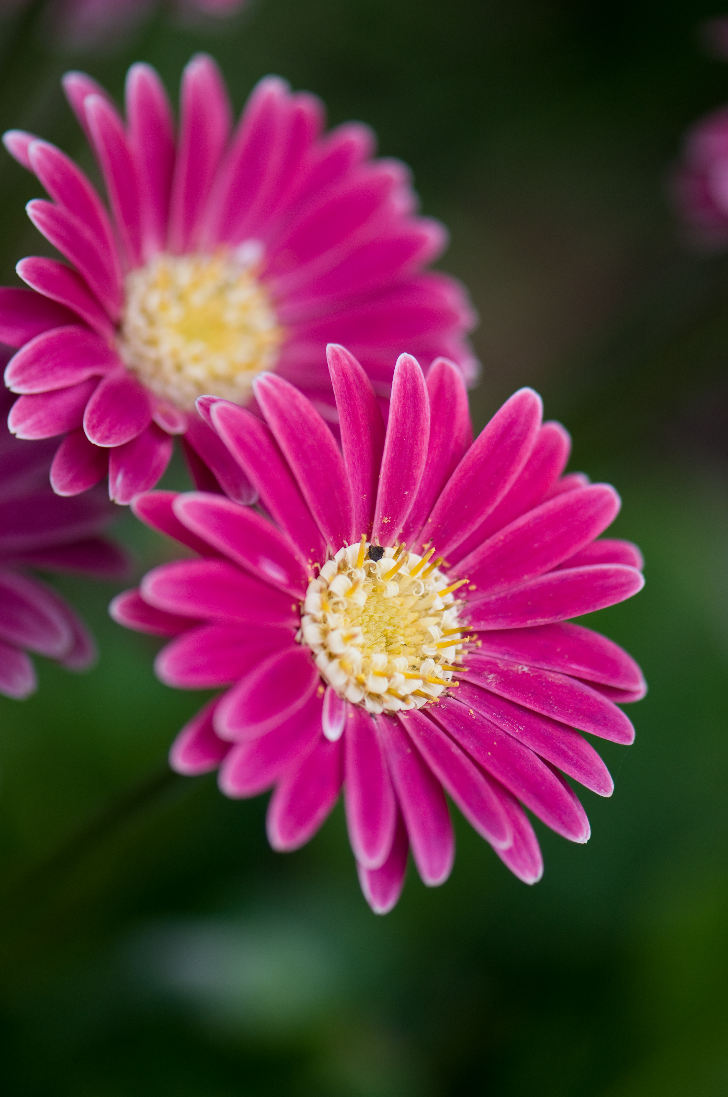 Laden Sie das Nahaufnahme, Blumen, Makro, Blühen, Blühenden, Nahansicht, Gänseblümchen-Bild kostenlos auf Ihren PC-Desktop herunter