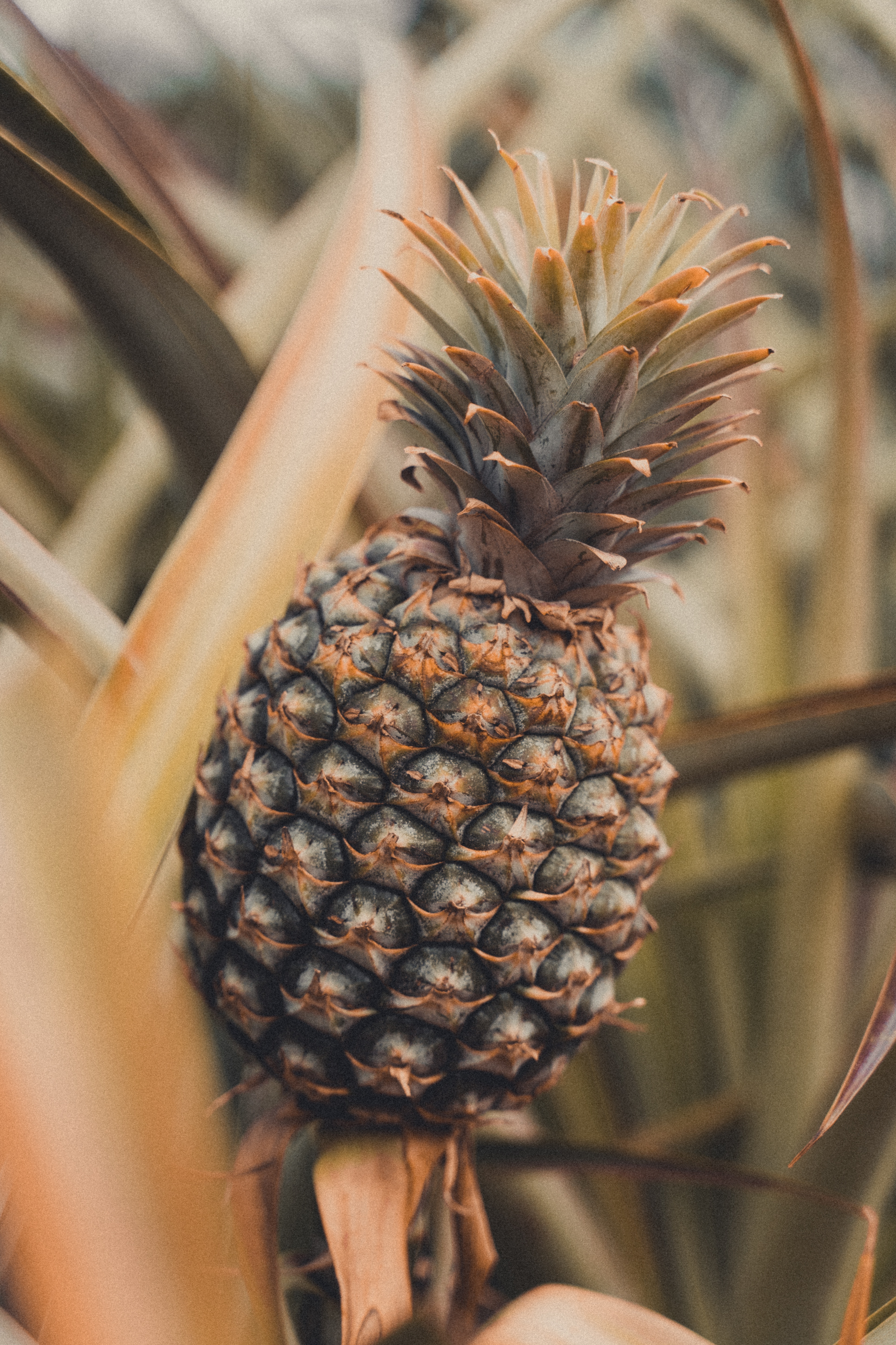 116049 Bildschirmschoner und Hintergrundbilder Eine Ananas auf Ihrem Telefon. Laden Sie frucht, tropisch, lebensmittel, tropischen Bilder kostenlos herunter
