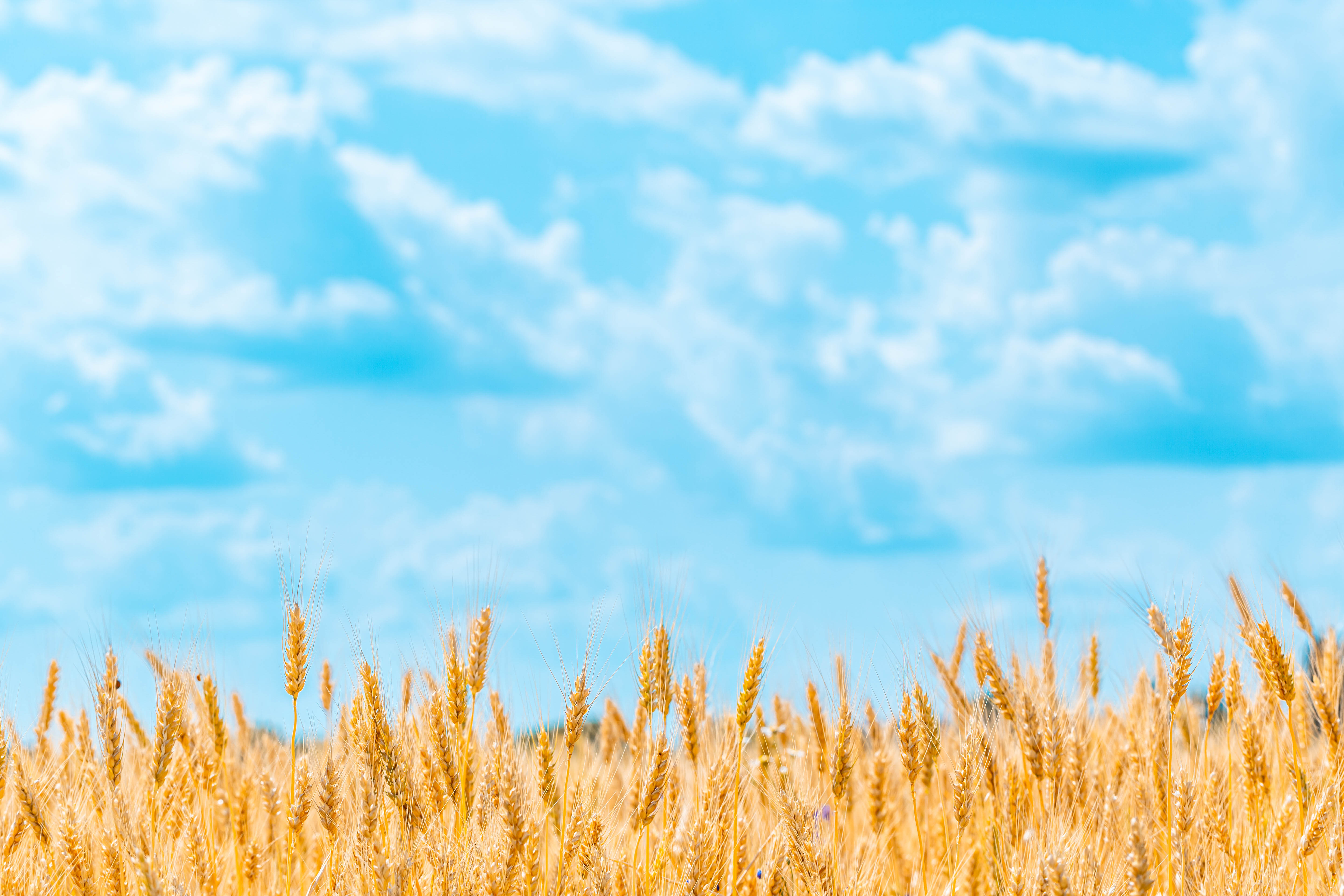 Пшеничный фон. Поле пшеницы. Поле с колосками. Поле с колосками пшеницы. Пшеничное поле и голубое небо.