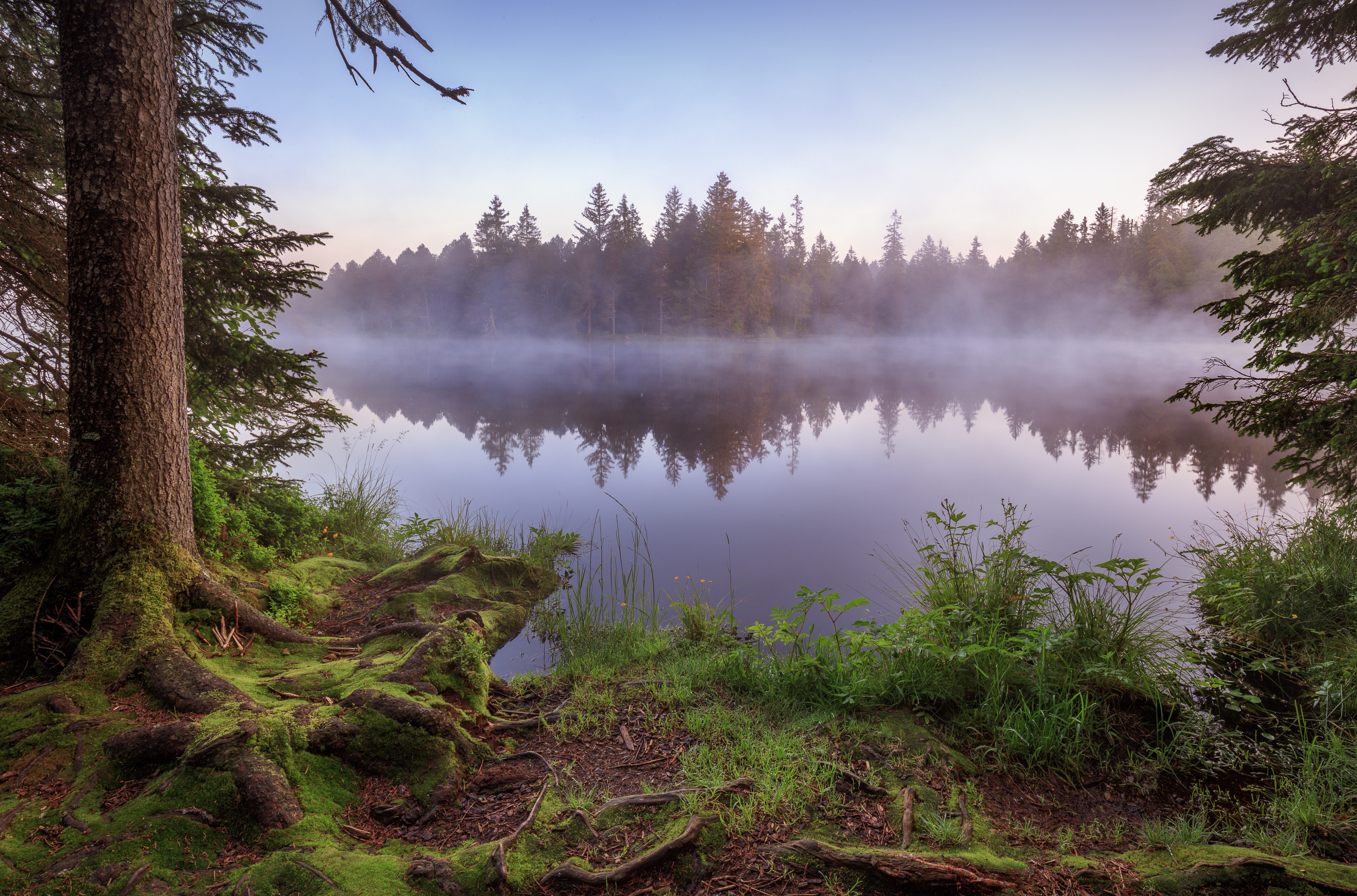 Туманный лес с озером