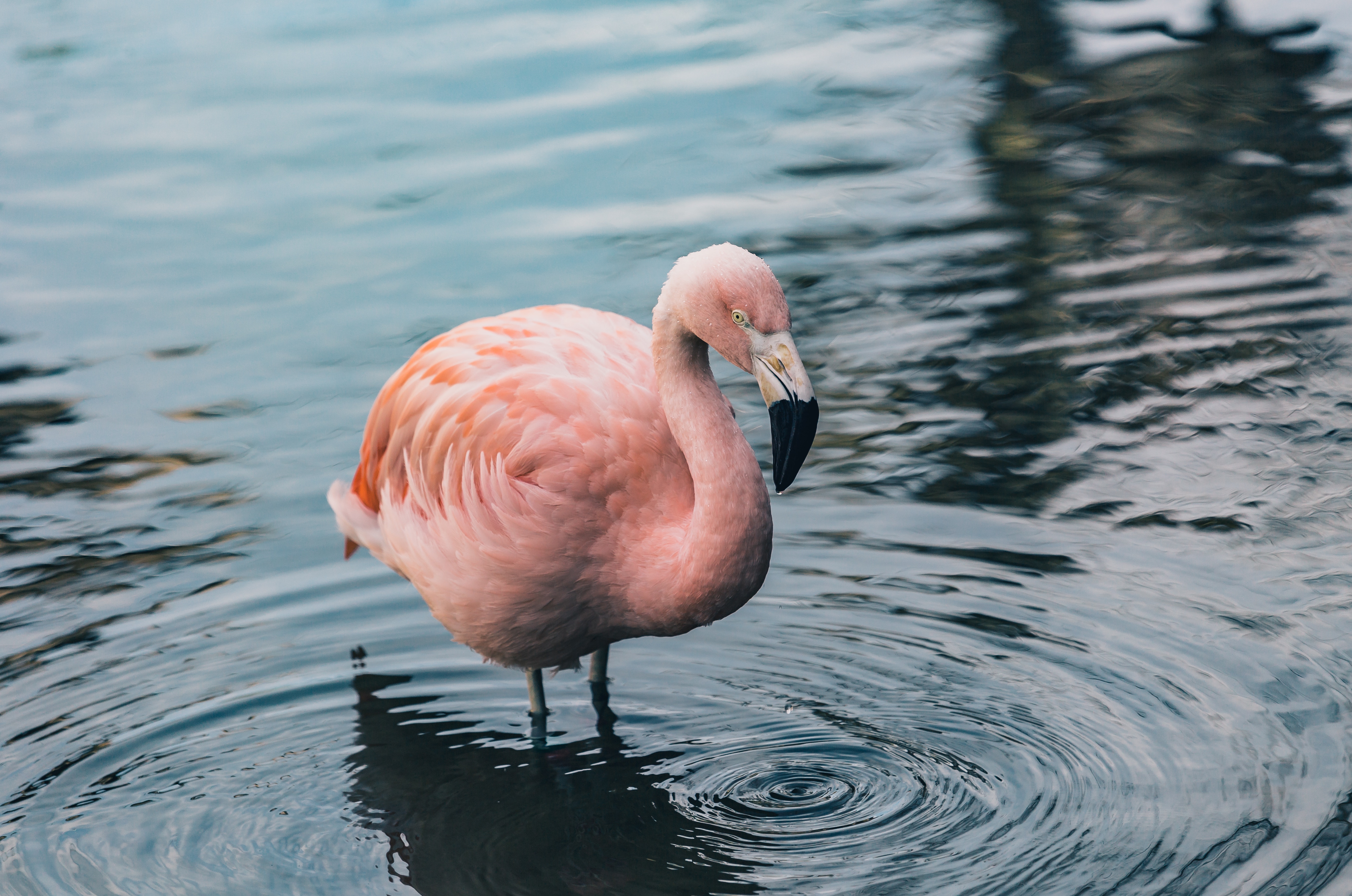 Laden Sie das Tiere, Wasser, Flamingo, Vogel-Bild kostenlos auf Ihren PC-Desktop herunter