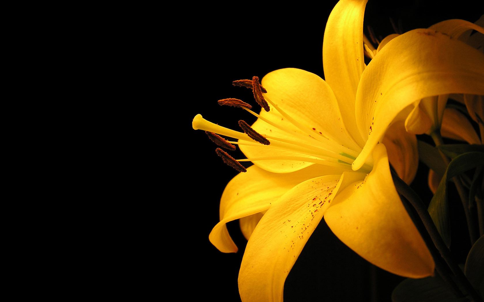 yellow flower, earth, lily, flowers