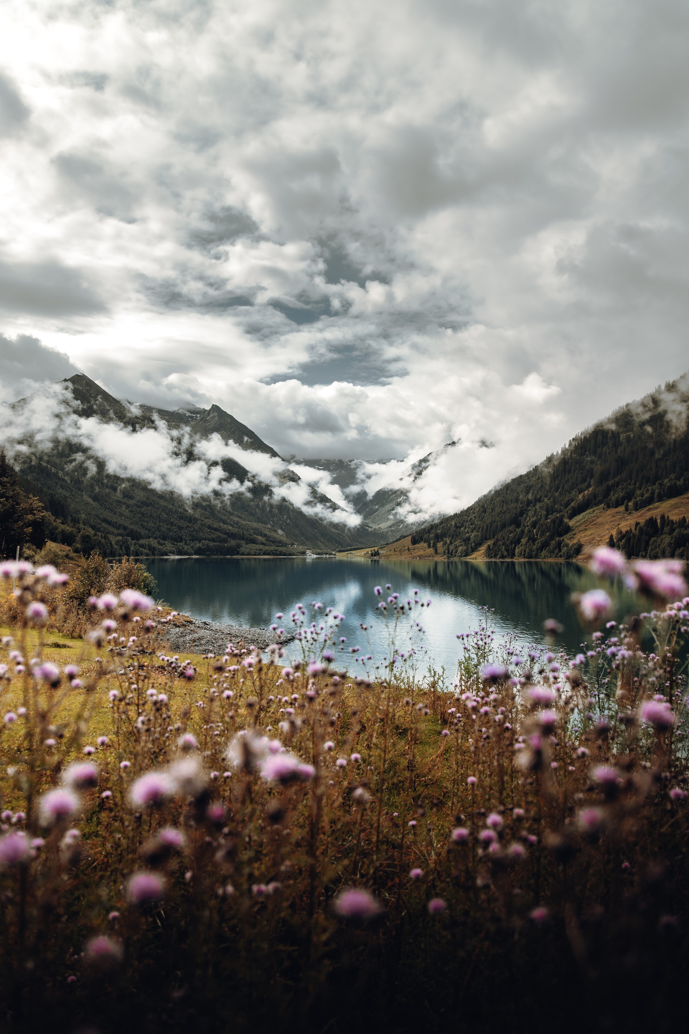wildflowers, mountains, nature, sky, clouds, lake High Definition image