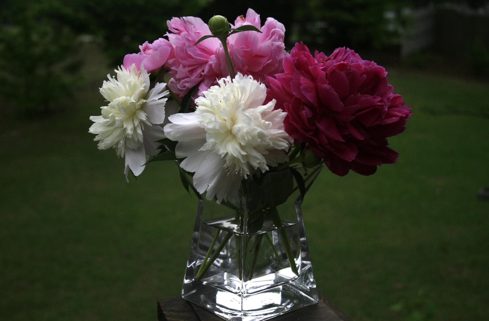 Laden Sie das Blumen, Pfingstrosen, Nahaufnahme, Strauß, Bouquet, Nahansicht, Vase-Bild kostenlos auf Ihren PC-Desktop herunter