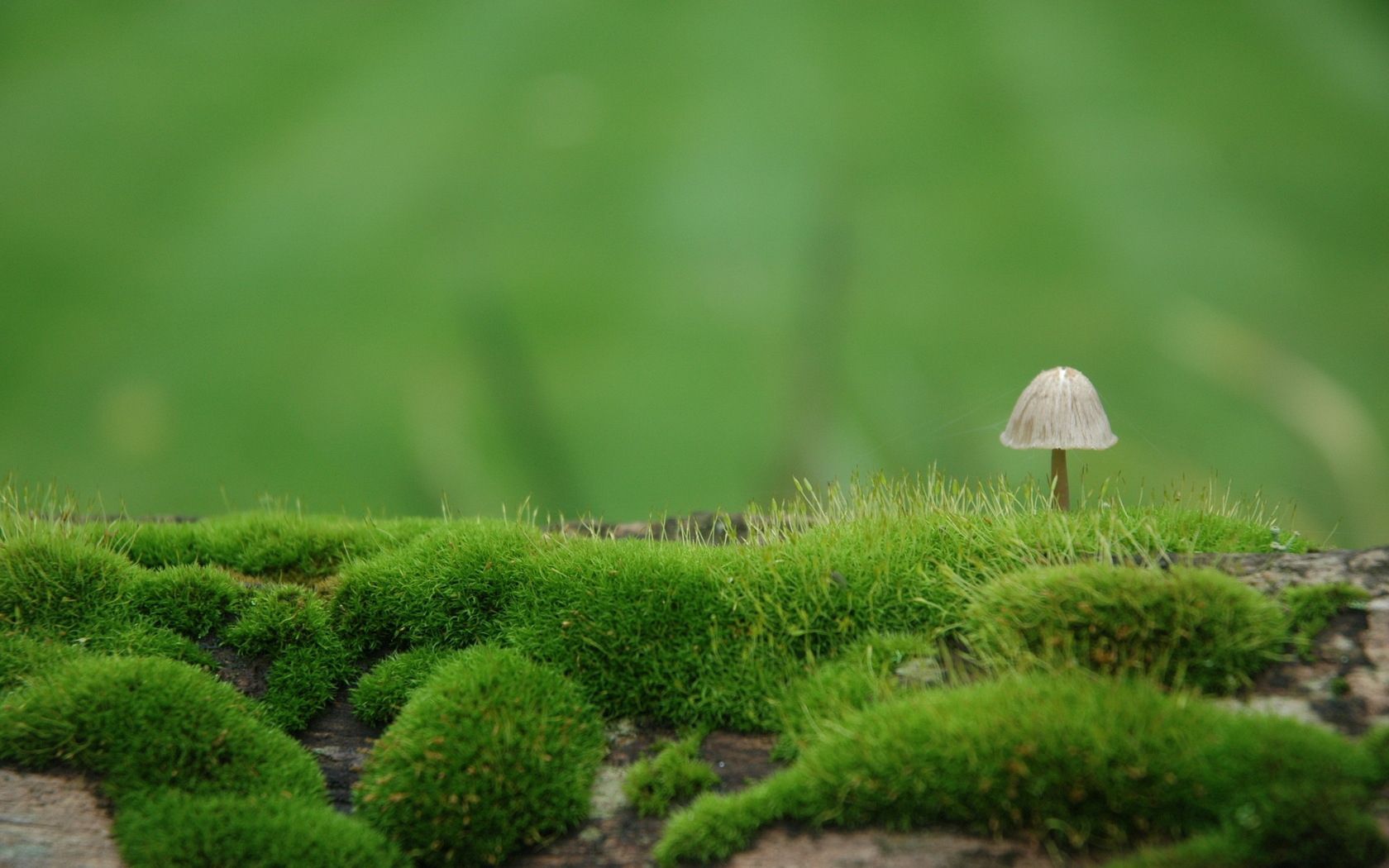 Laden Sie das Natur, Unschärfe, Pilz, Moss, Moos, Verwischen-Bild kostenlos auf Ihren PC-Desktop herunter