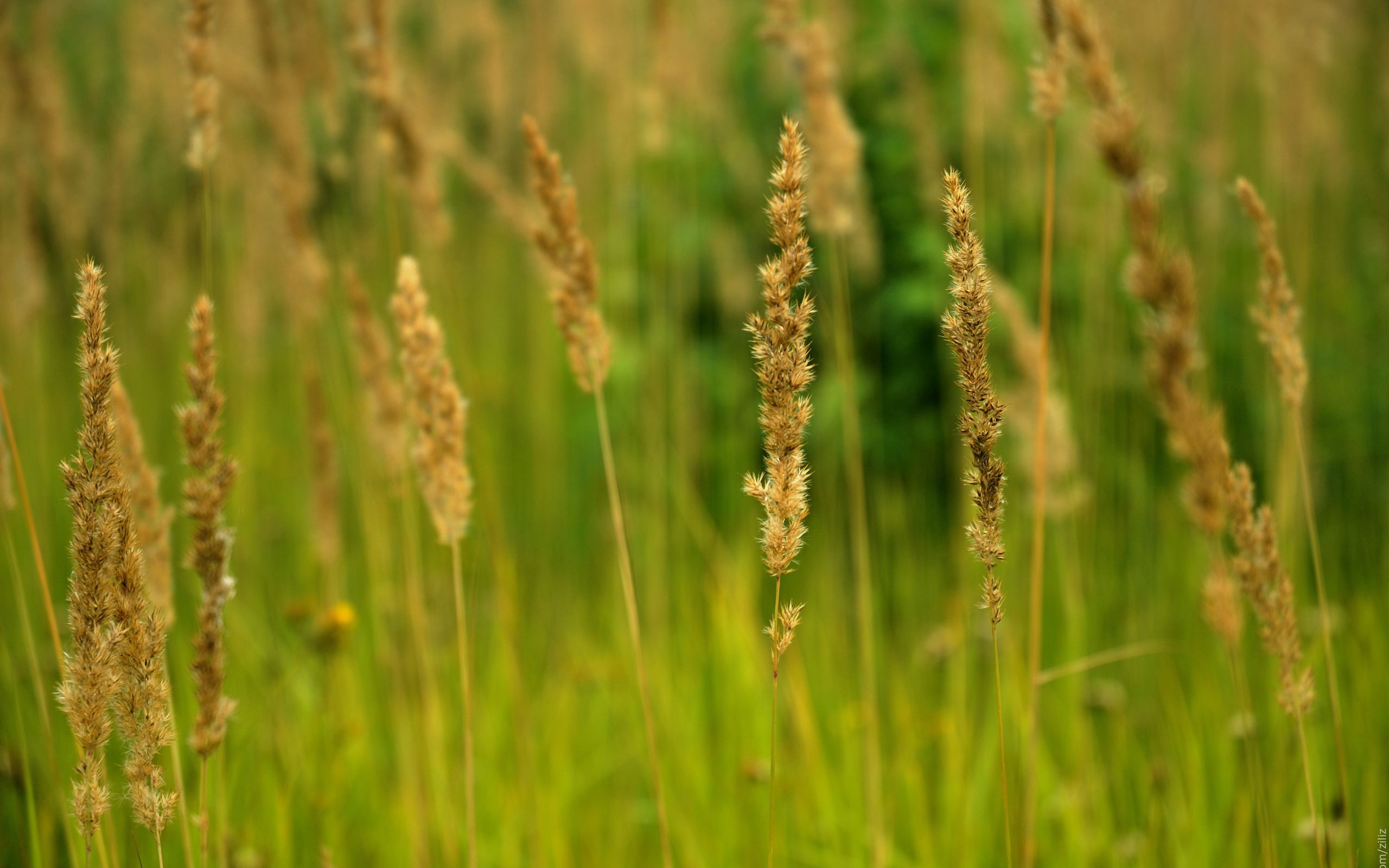 gold, nature, greens, field, ears, golden, spikes High Definition image