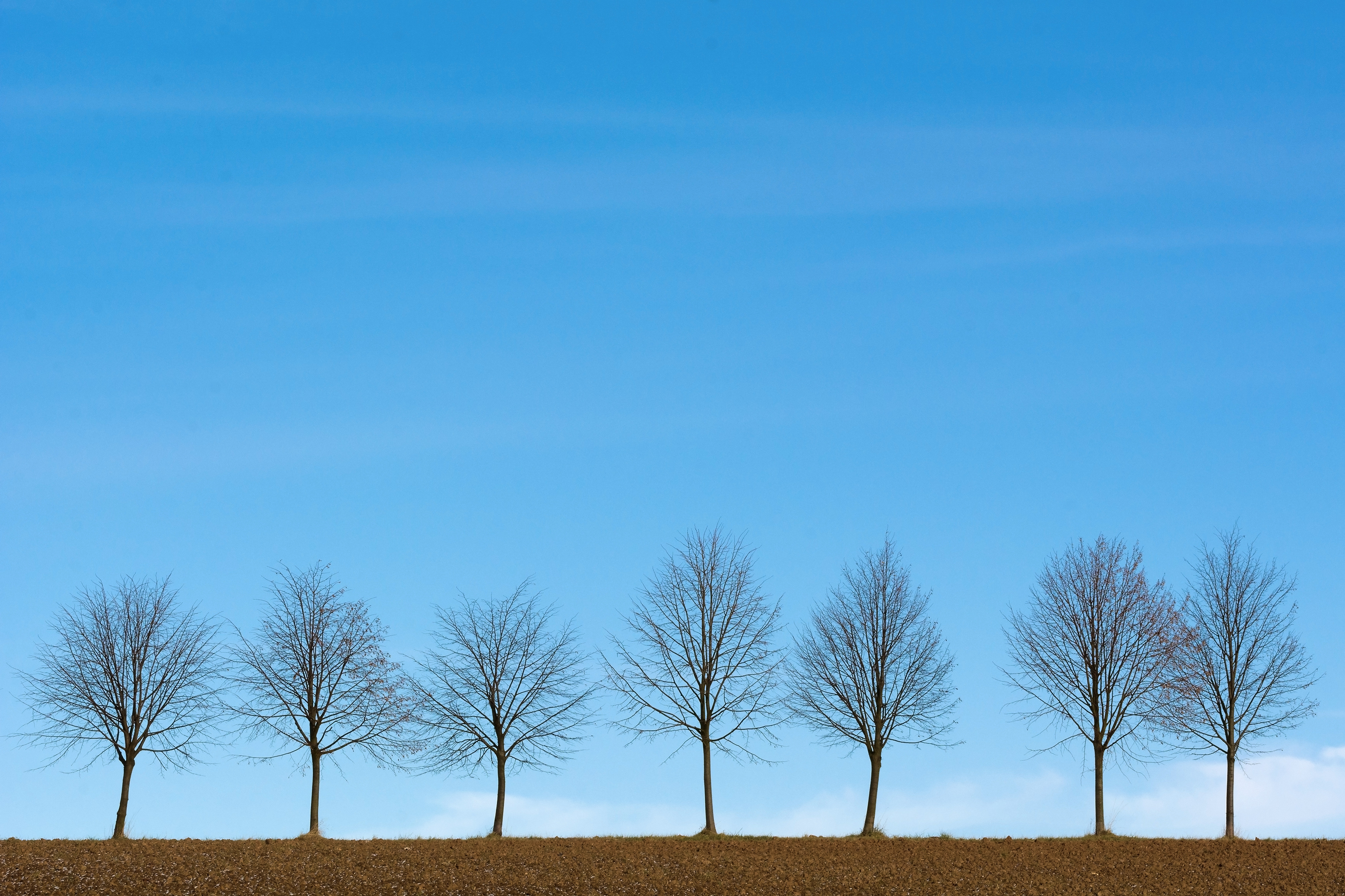 minimalism, trees, sky, horizon Phone Background