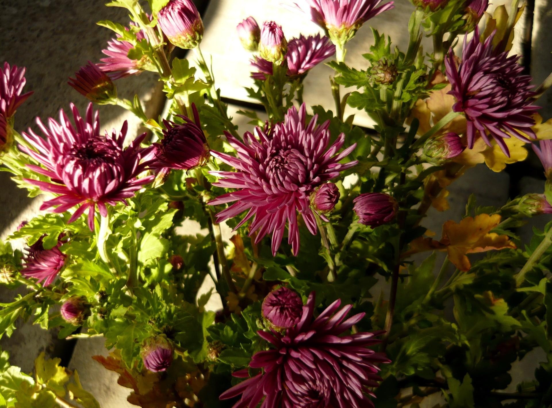 Laden Sie das Blumen, Grüne, Grünen, Strauß, Bouquet, Schatten, Astern-Bild kostenlos auf Ihren PC-Desktop herunter