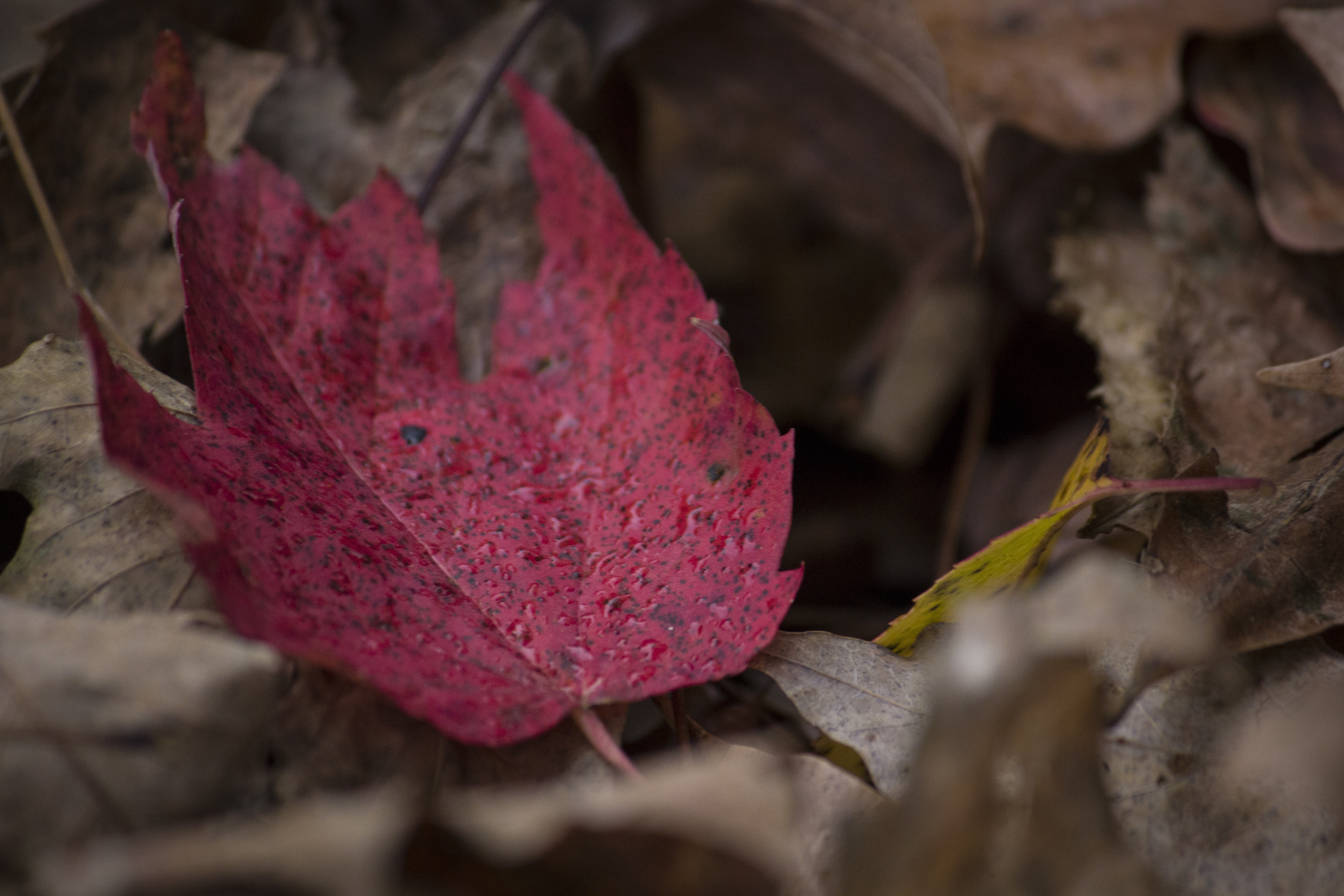 maple, autumn, macro, sheet, leaf, fallen Smartphone Background