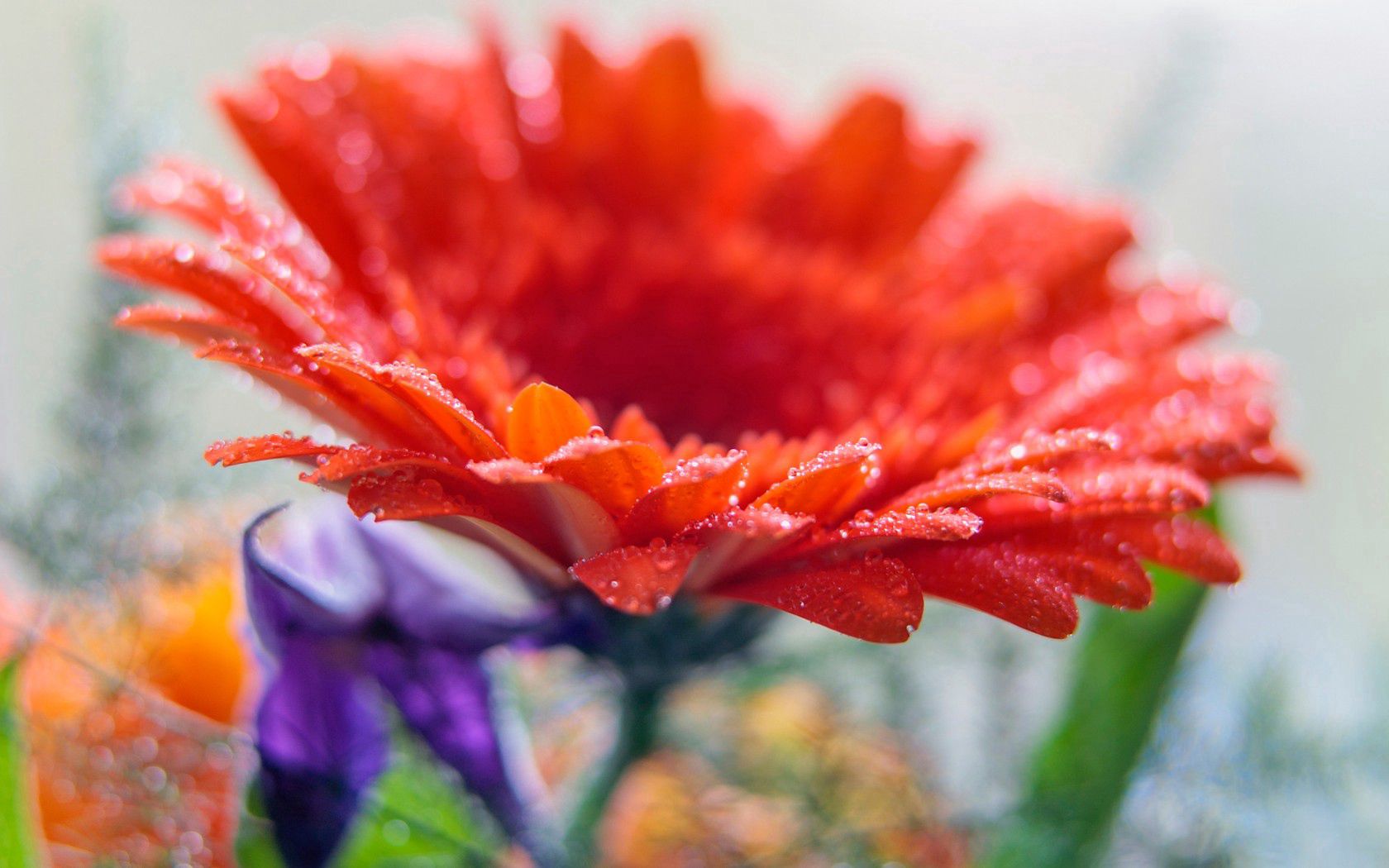Laden Sie das Blume, Drops, Gerbera, Makro-Bild kostenlos auf Ihren PC-Desktop herunter