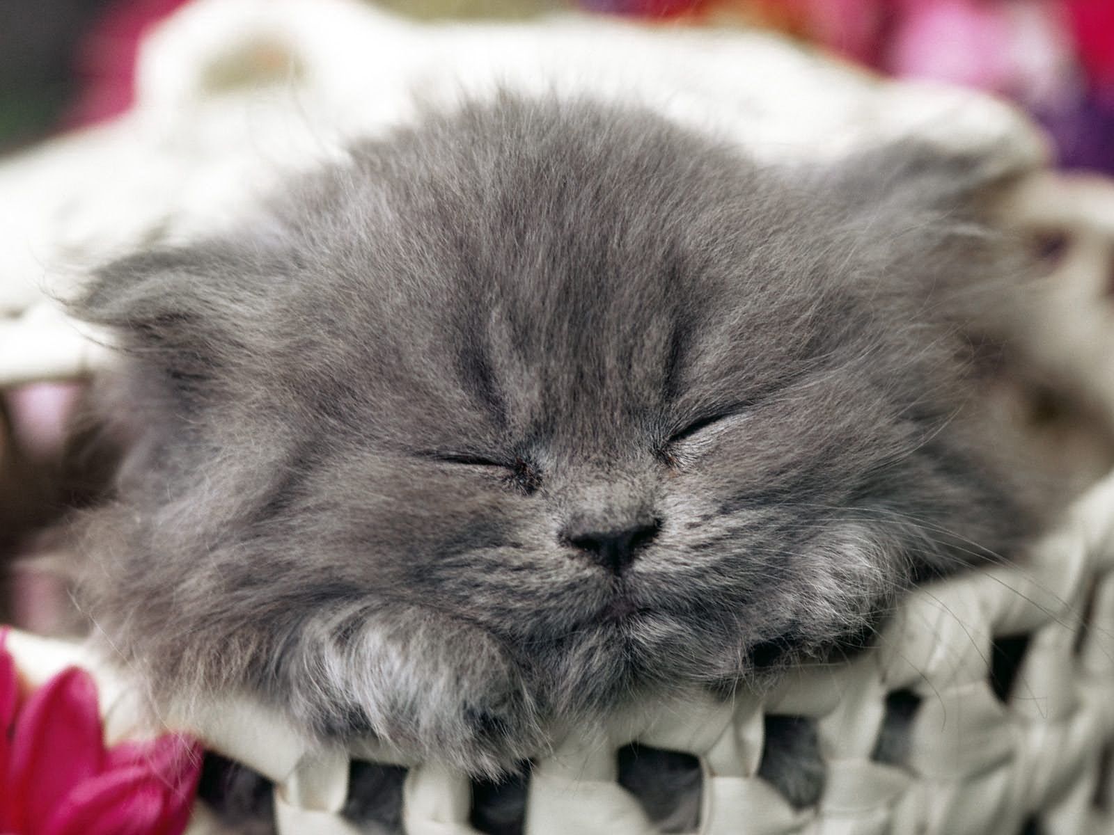 Laden Sie das Tiere, Kätzchen, Schnauze, Schlafen, Traum-Bild kostenlos auf Ihren PC-Desktop herunter