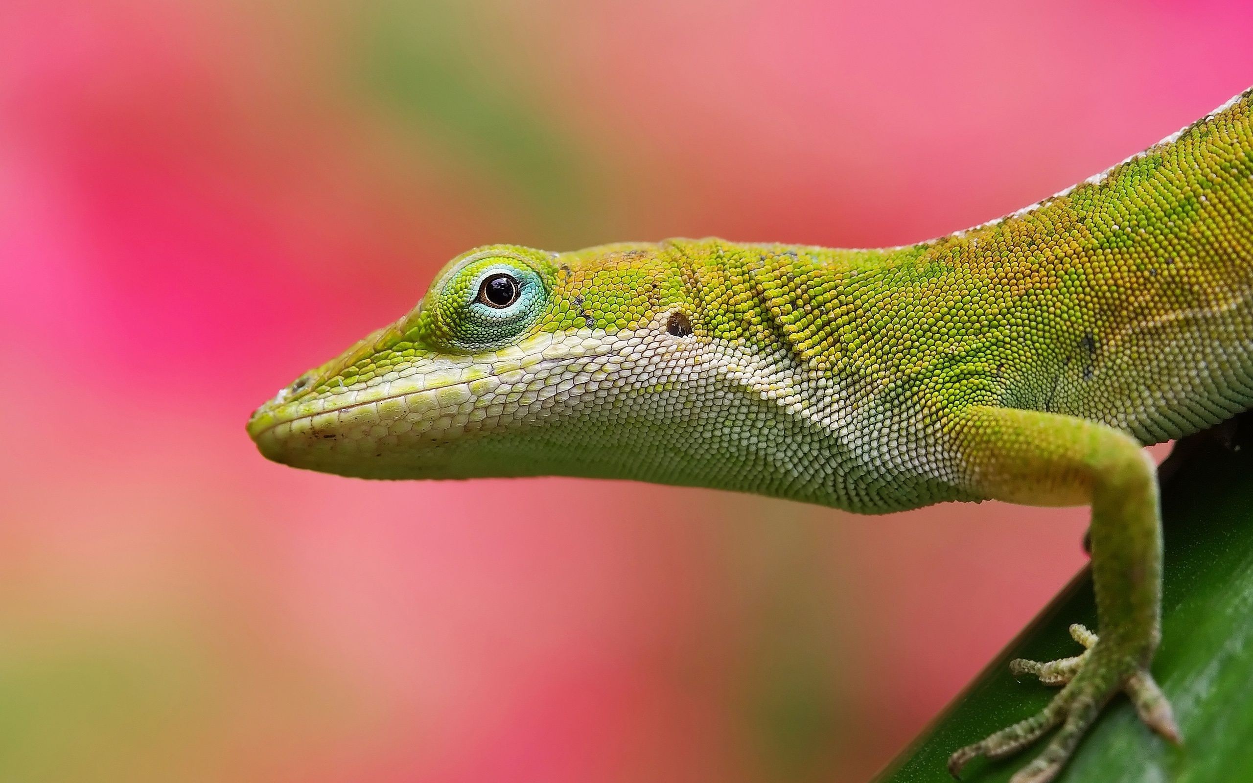 40094 Bild herunterladen tiere, lizards - Hintergrundbilder und Bildschirmschoner kostenlos