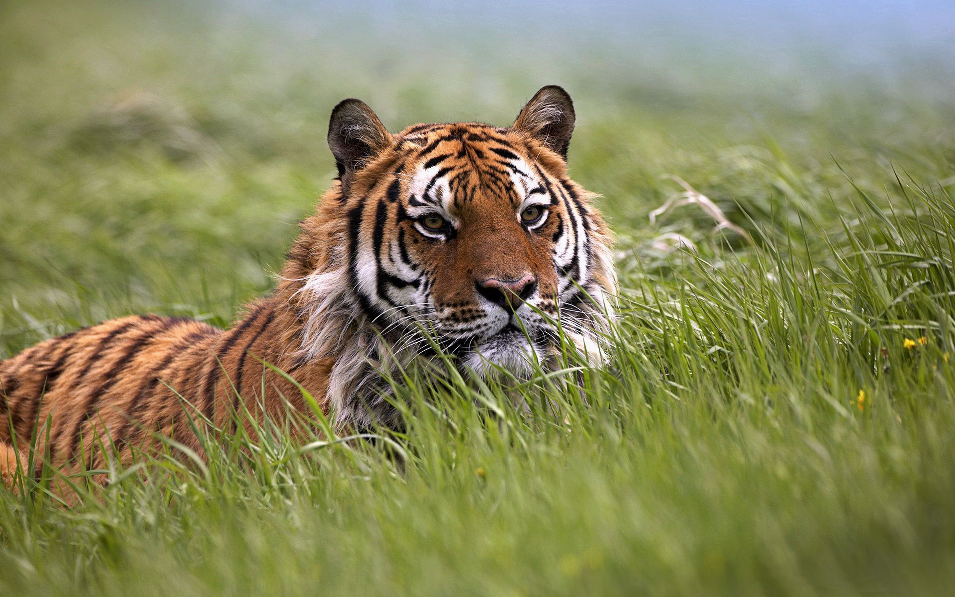 68390 Bild herunterladen tiere, grass, schnauze, ausblenden, tiger - Hintergrundbilder und Bildschirmschoner kostenlos