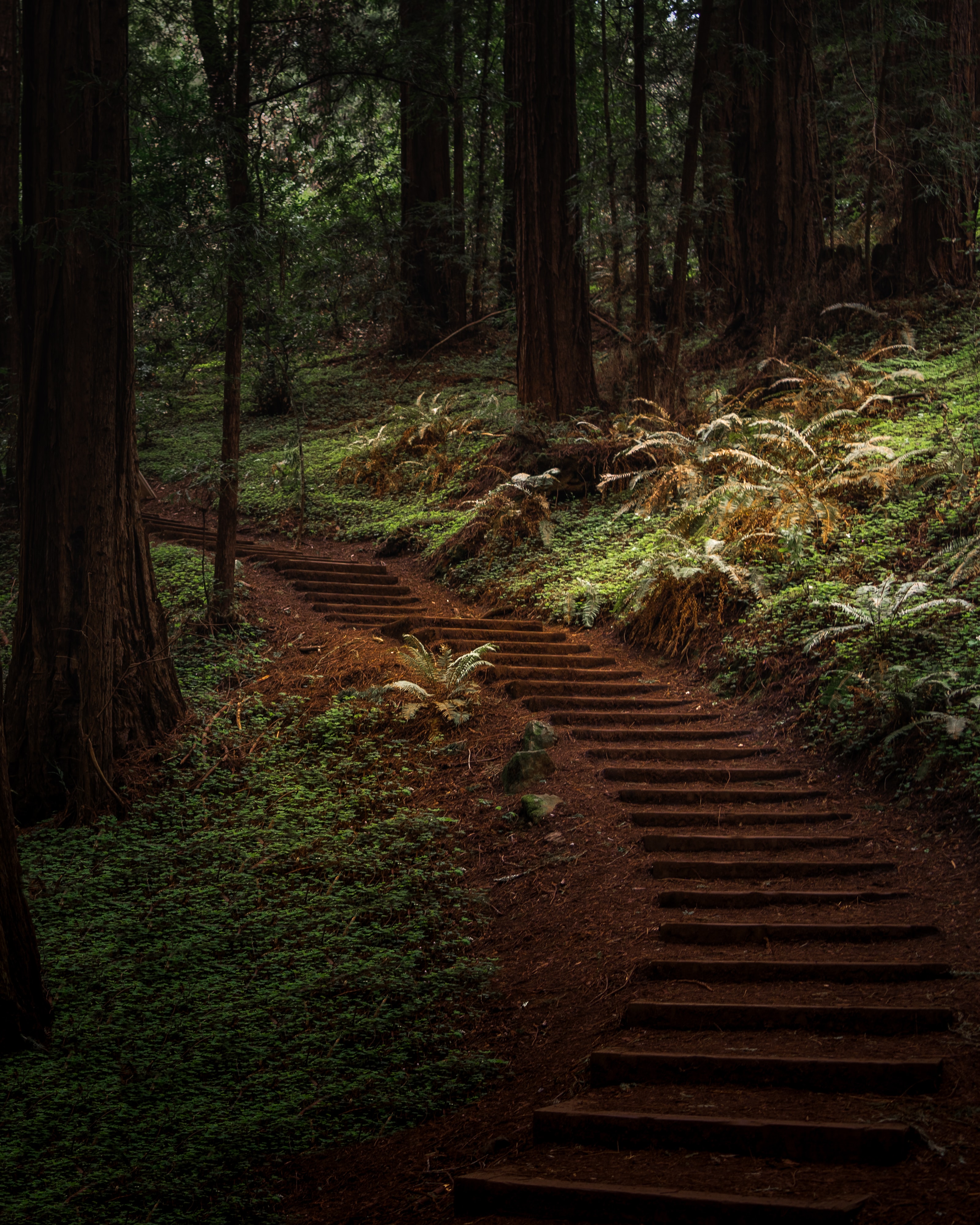 path, nature, trees, forest, greens, trail Aesthetic wallpaper