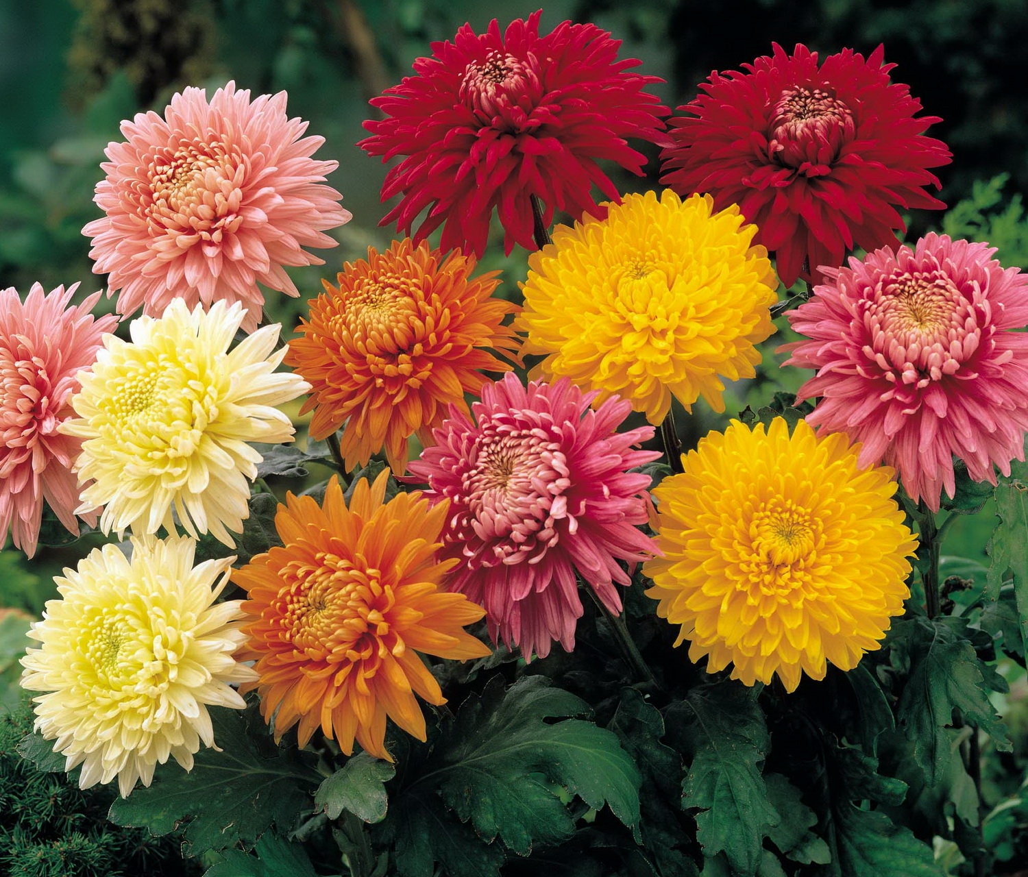 Laden Sie das Blumen, Chrysantheme, Hell, Garten, Anders, Verschieden-Bild kostenlos auf Ihren PC-Desktop herunter