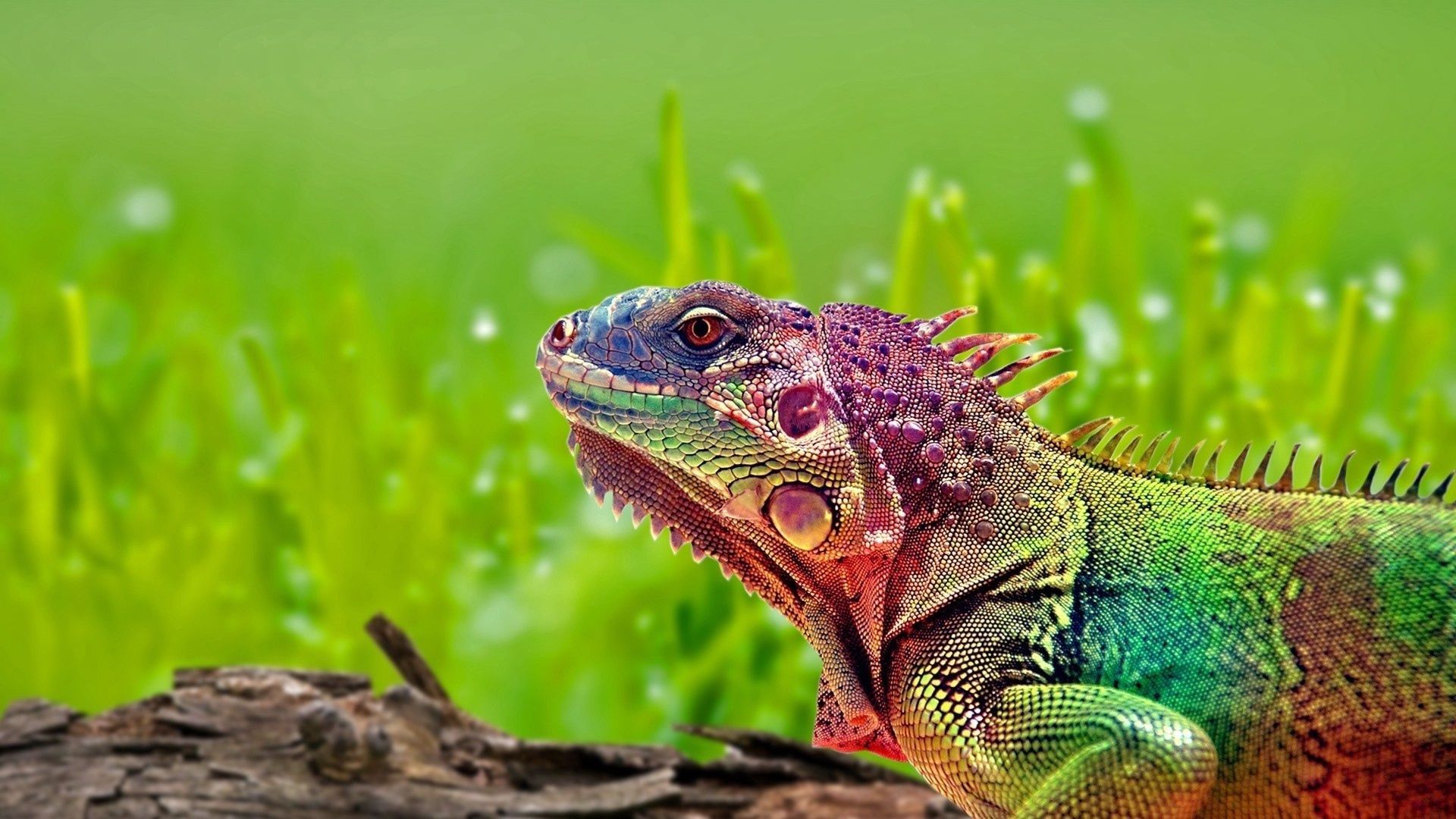 129033 Hintergrundbild herunterladen tiere, farbe, flecken, spots, reptil, reptile, leguan, iguana - Bildschirmschoner und Bilder kostenlos