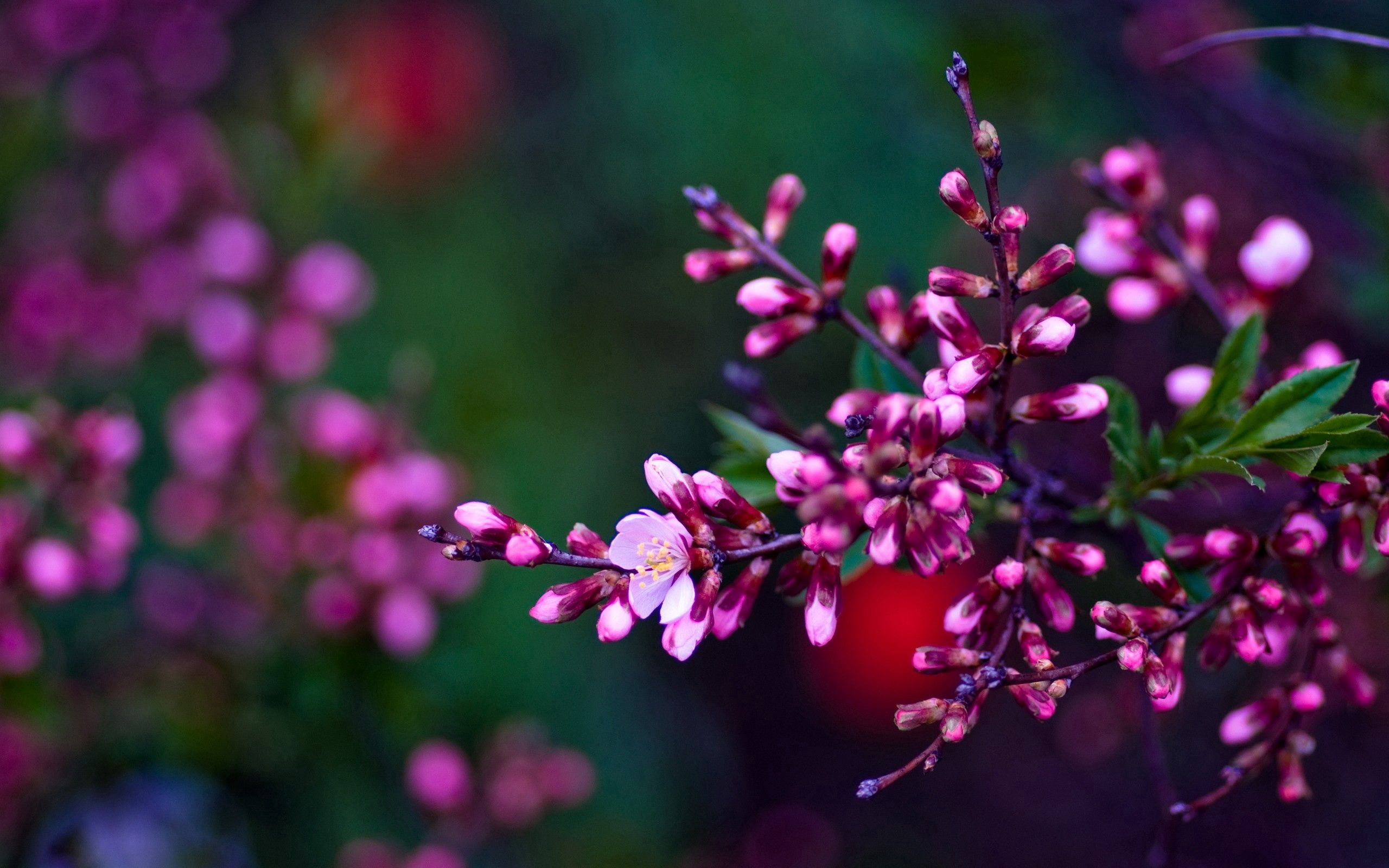 141714 download wallpaper bright, flowers, macro, branch, color, shade, tint screensavers and pictures for free
