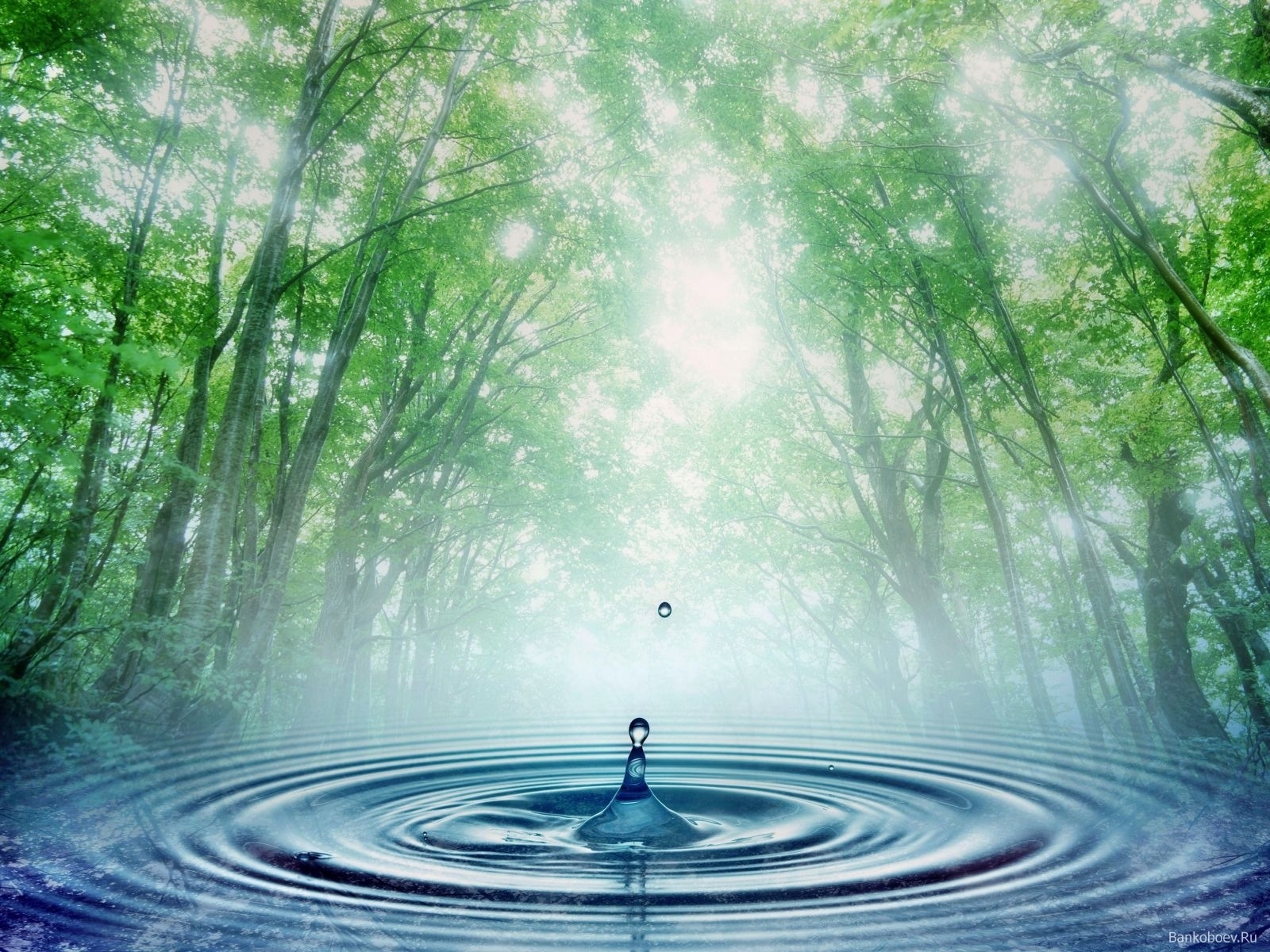 water, drops, landscape, trees, plants, nature cellphone