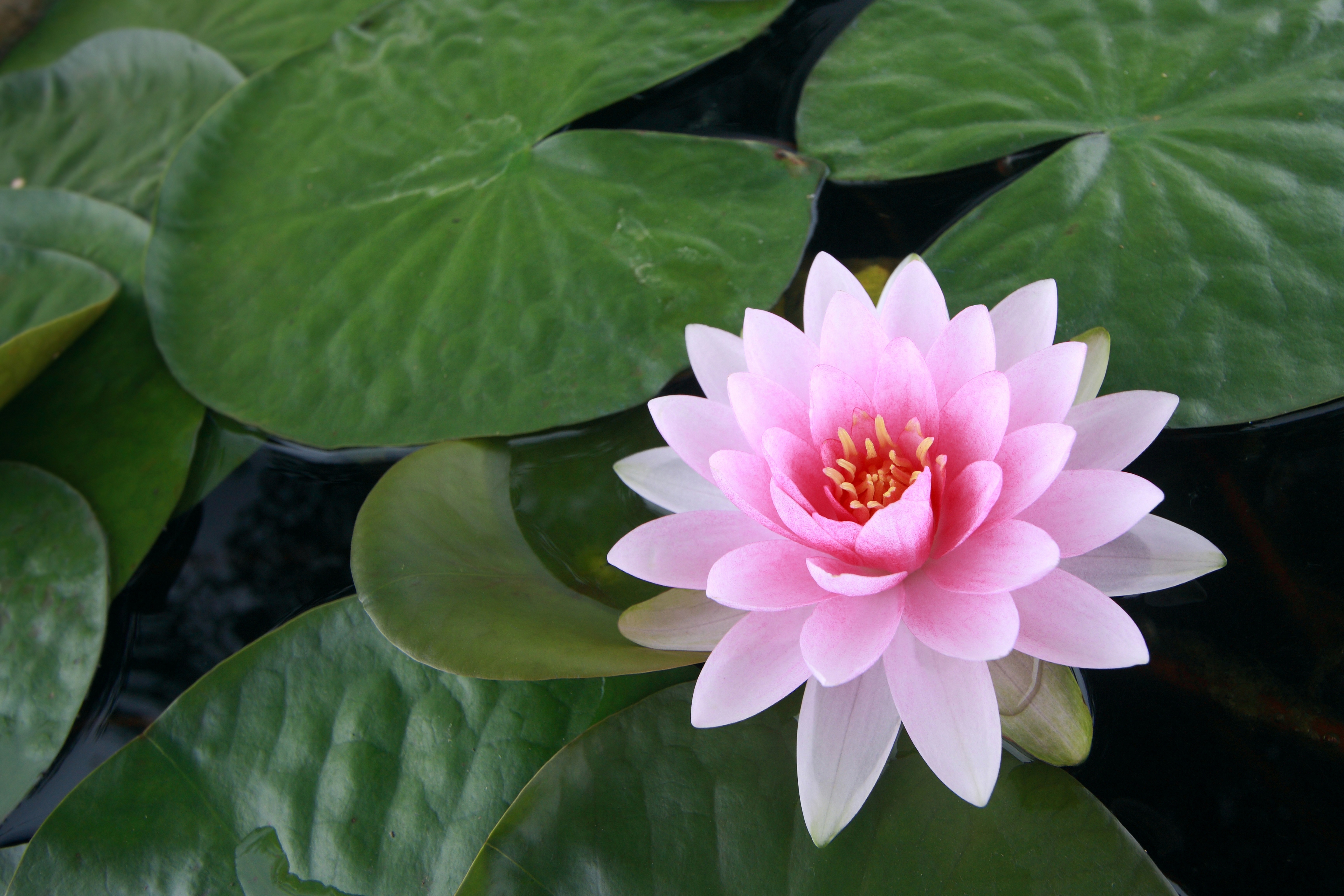 pink flower, earth, lotus, flower, lily pad, pond, flowers