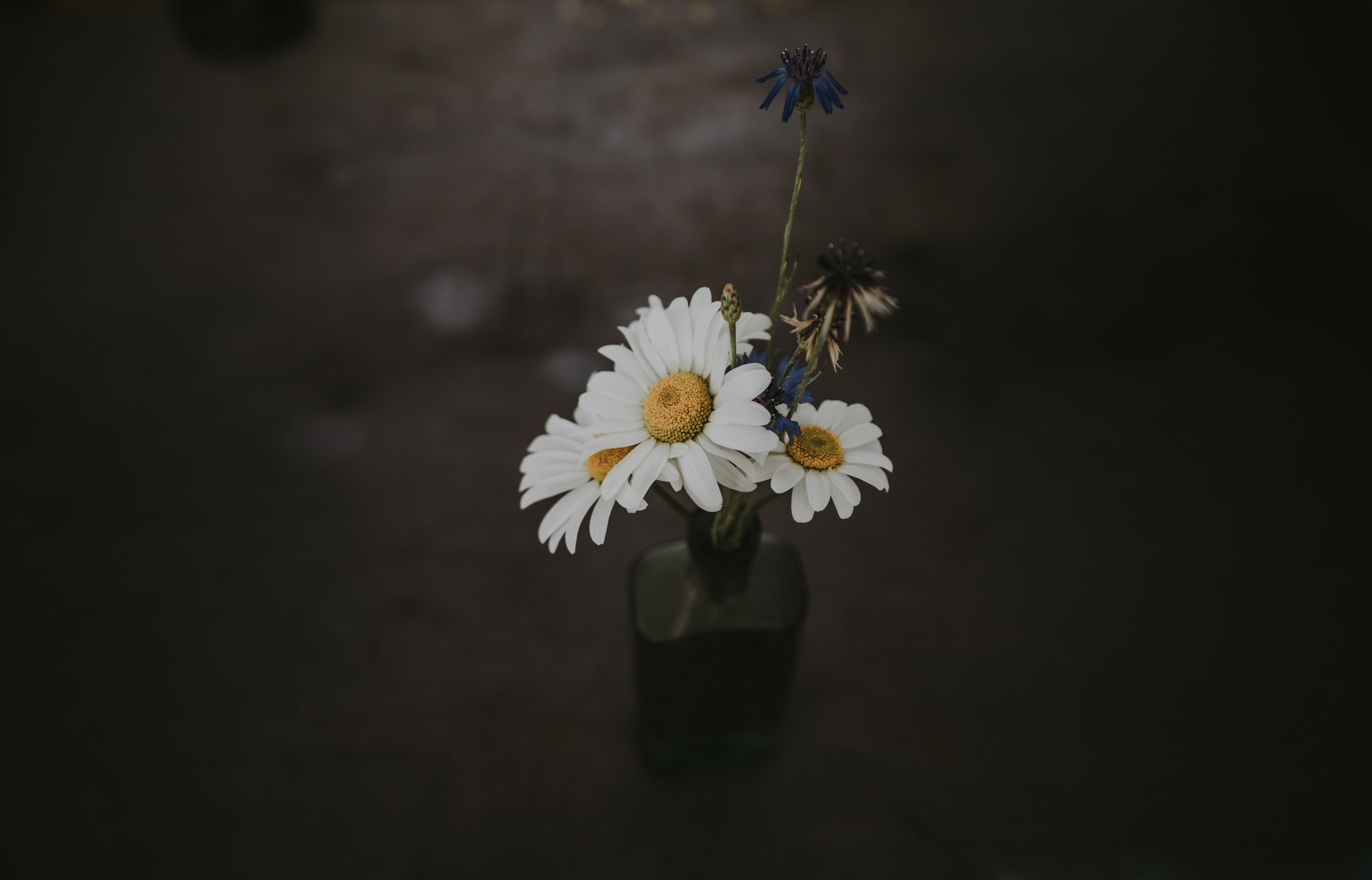 70897 Hintergrundbilder und Wildblumen Bilder auf dem Desktop. Laden Sie bouquet, kamille, dunkel, komposition Bildschirmschoner kostenlos auf den PC herunter