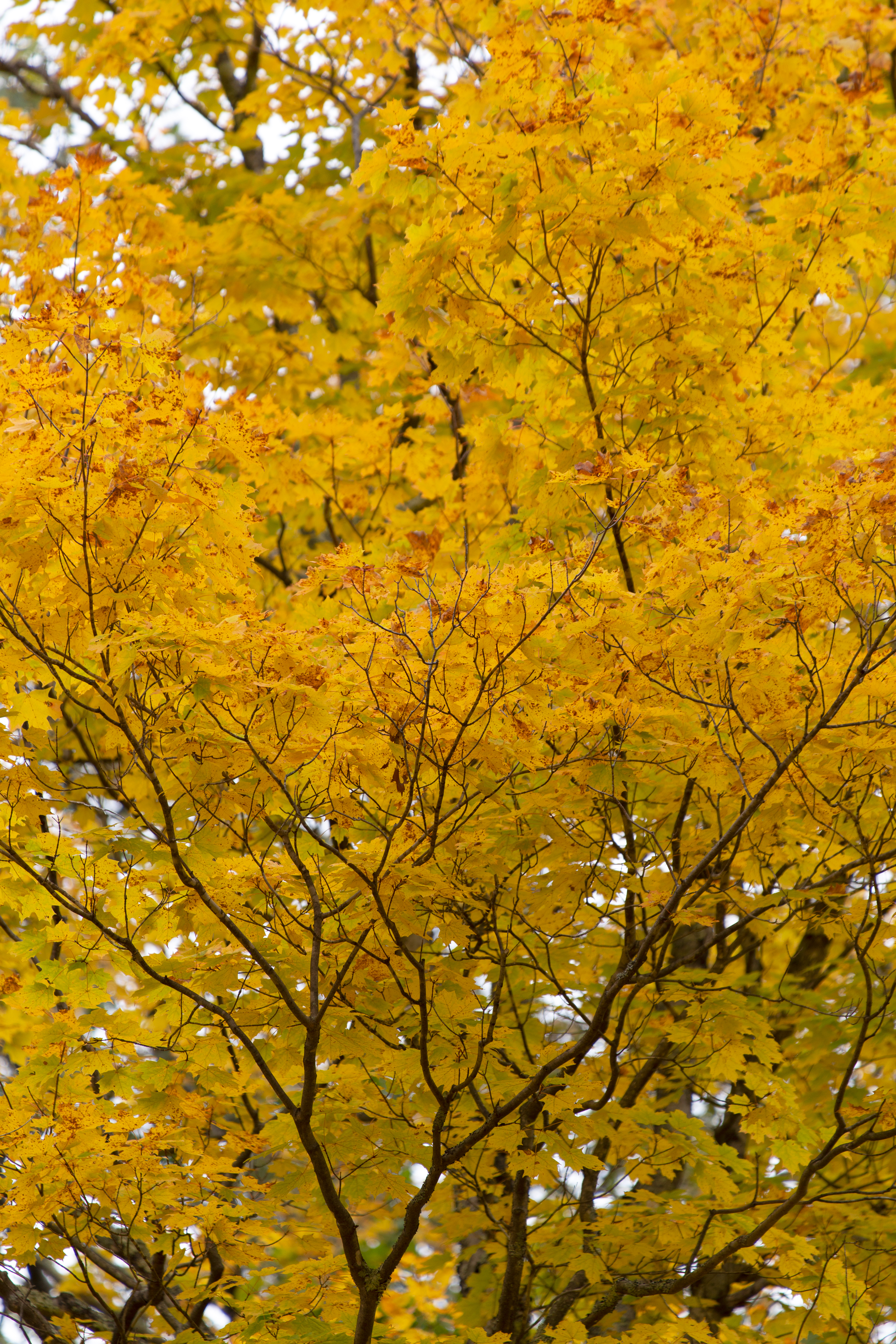 130299 télécharger le fond d'écran feuilles, nature, automne, jaune, bois, arbre - économiseurs d'écran et images gratuitement