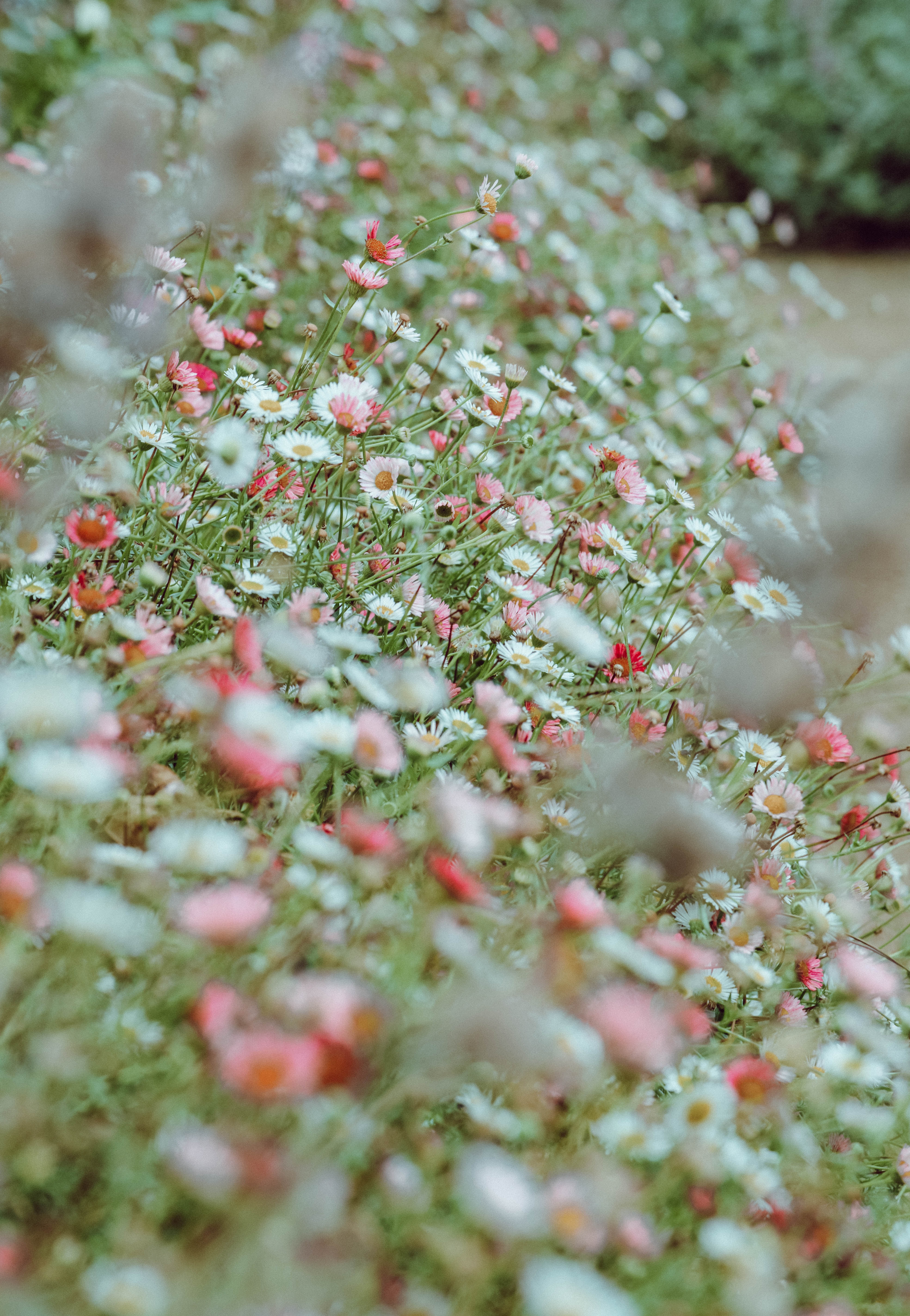 flowerbed, flowers, pink, camomile, white, flower bed