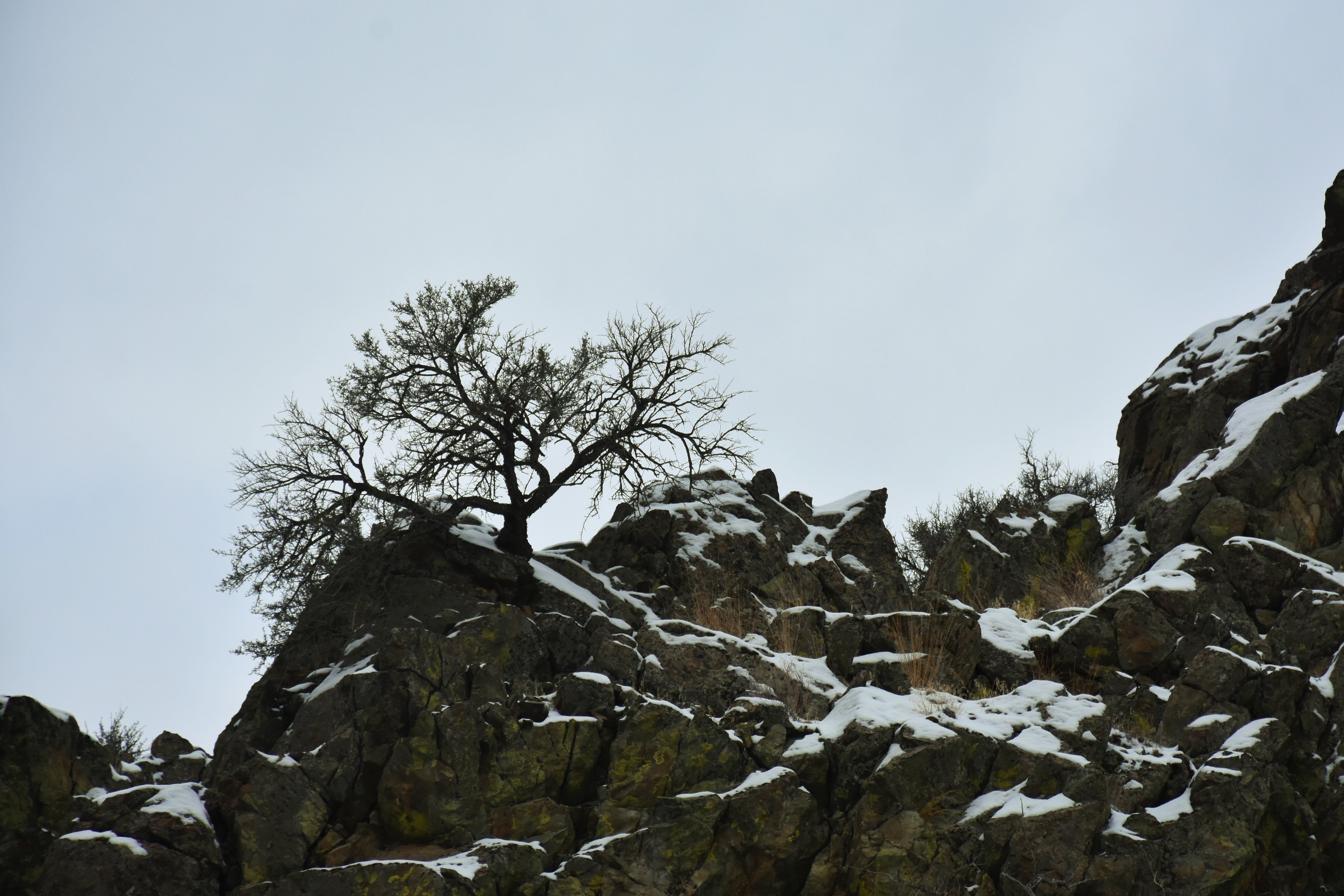 snow, nature, rock, wood, tree Full HD