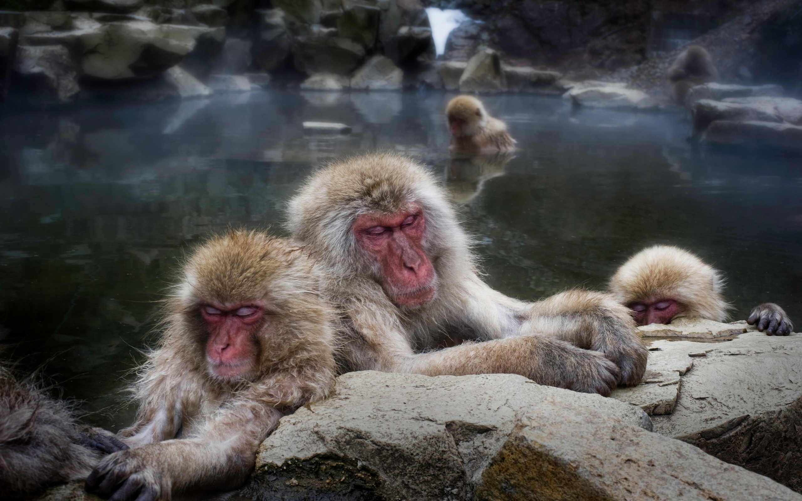 Free HD Japanese Macaque