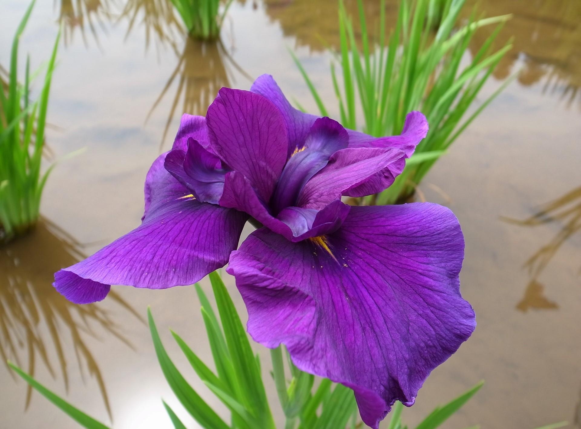Laden Sie das Blumen, Wasser, Iris, Blume, Hell, Nahaufnahme, Nahansicht-Bild kostenlos auf Ihren PC-Desktop herunter