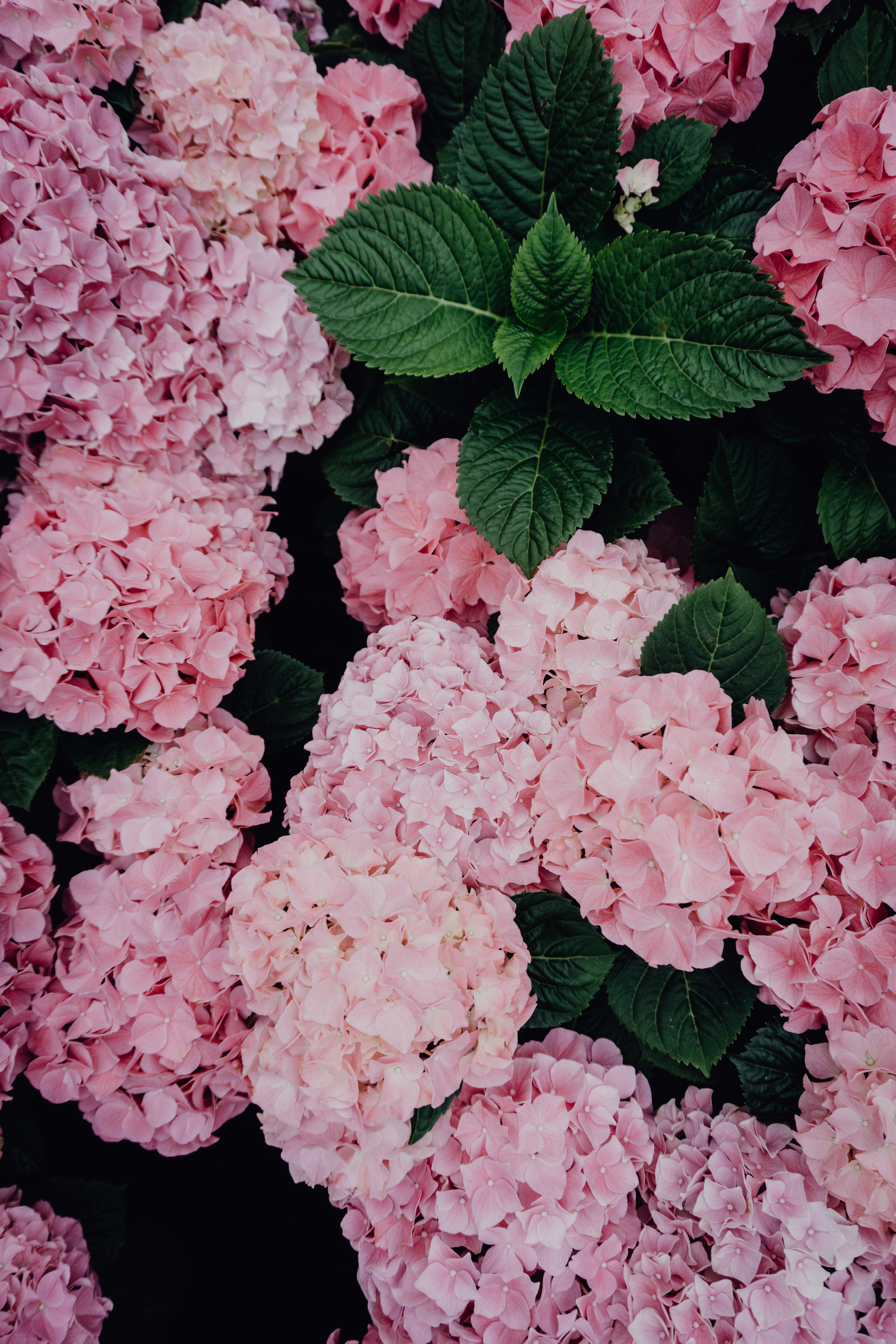 bloom, flowers, pink, flowering, hydrangea, inflorescences, inflorescence Phone Background