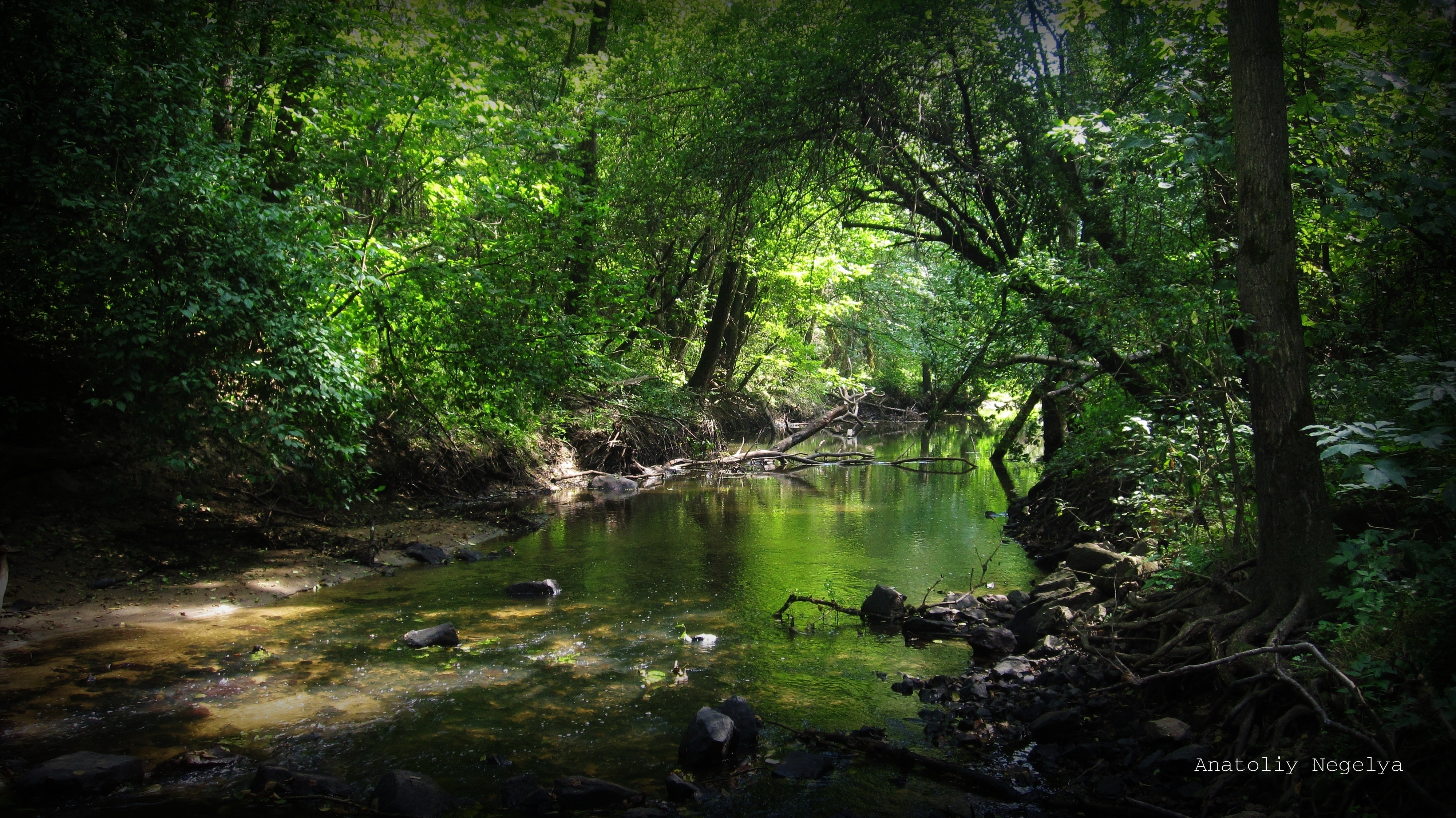 forest, nature, rivers, stones, thickets, thicket, anatoliy negelya download HD wallpaper