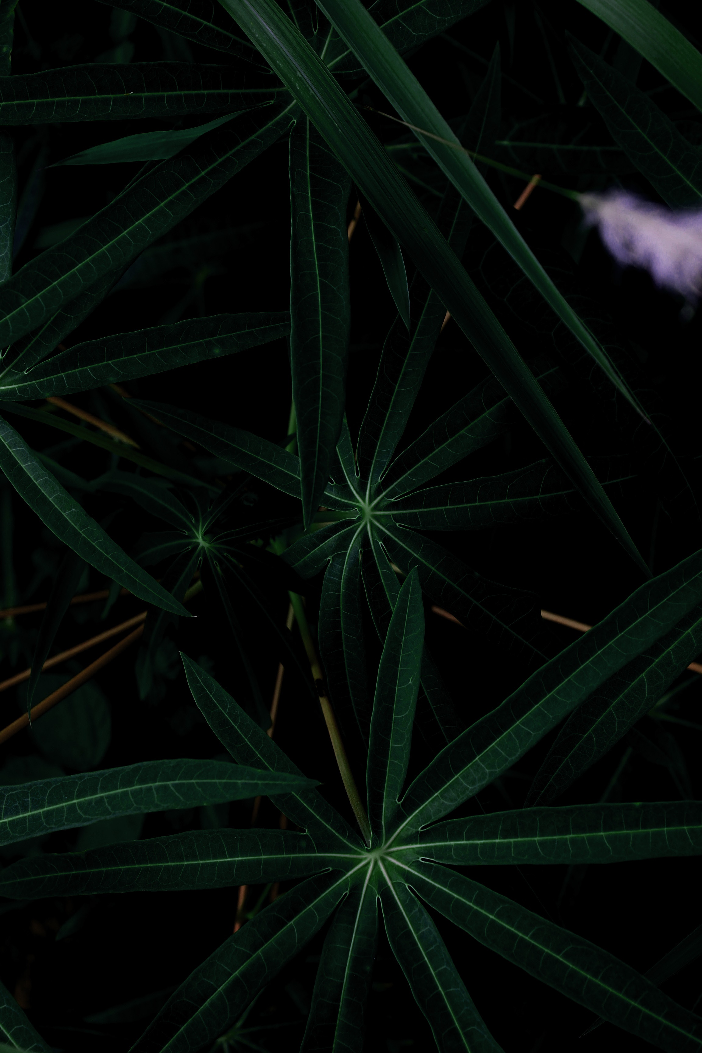 plant, leaves, green, dark lock screen backgrounds