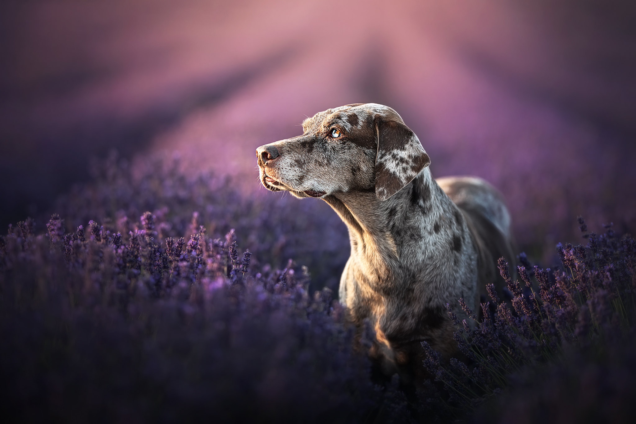 HD desktop wallpaper: Dogs, Dog, Animal, Pointer, Lavender download free  picture #503514