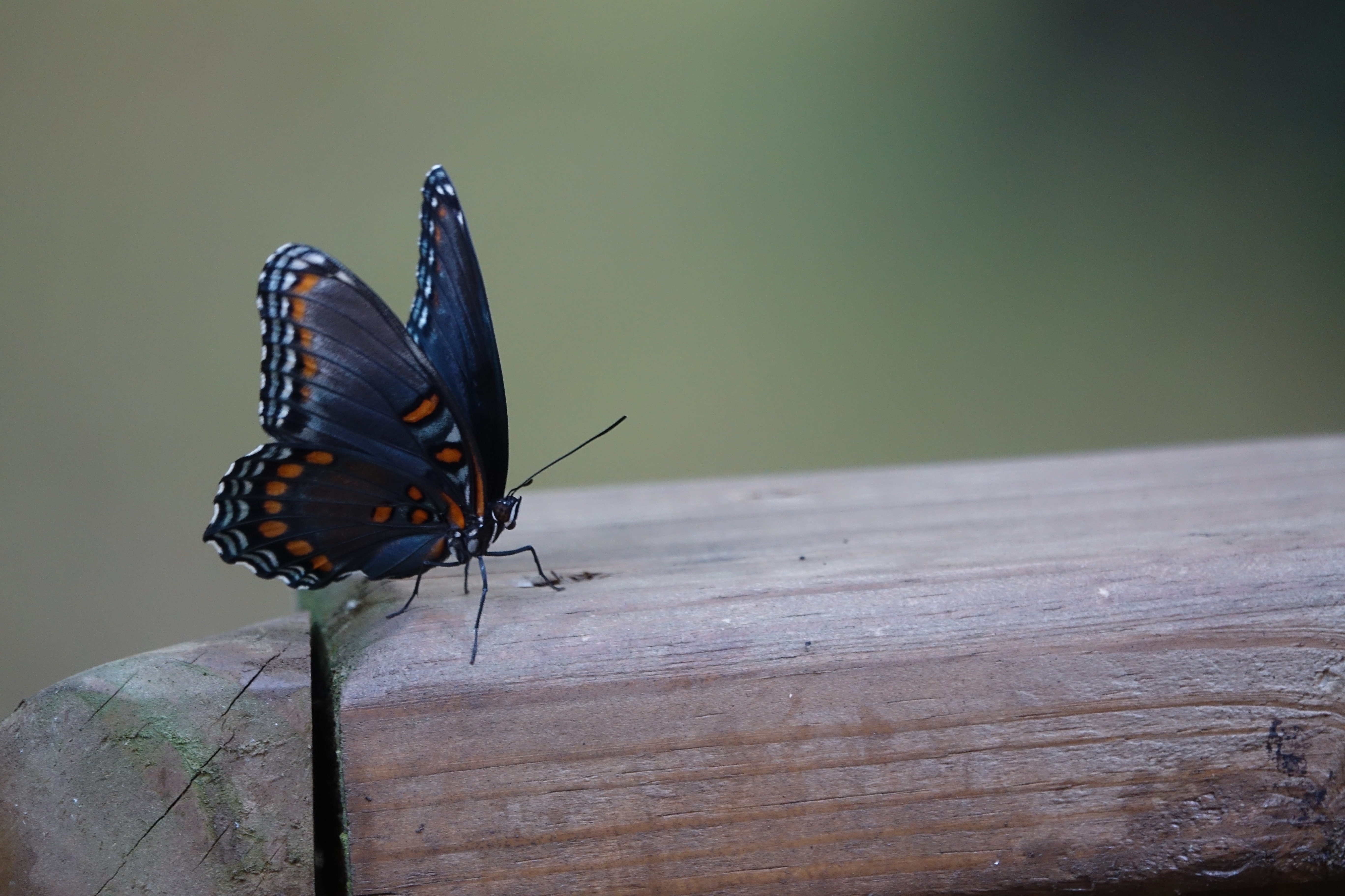 Laden Sie das Patterns, Tiere, Insekt, Schmetterling, Flügel-Bild kostenlos auf Ihren PC-Desktop herunter