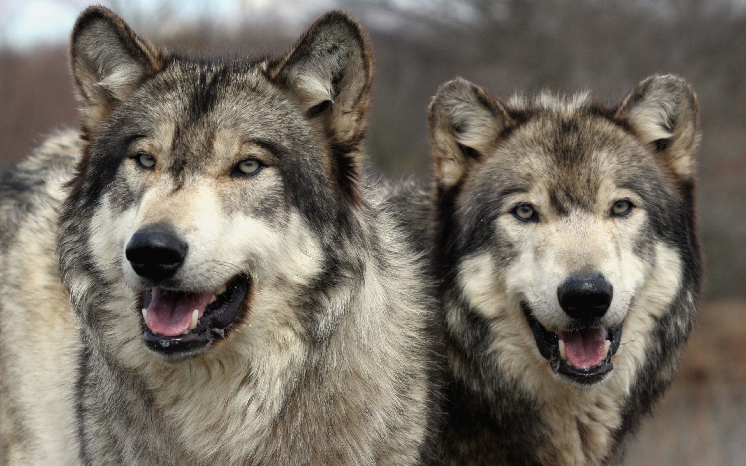 animals, wolfs, yellow cell phone wallpapers